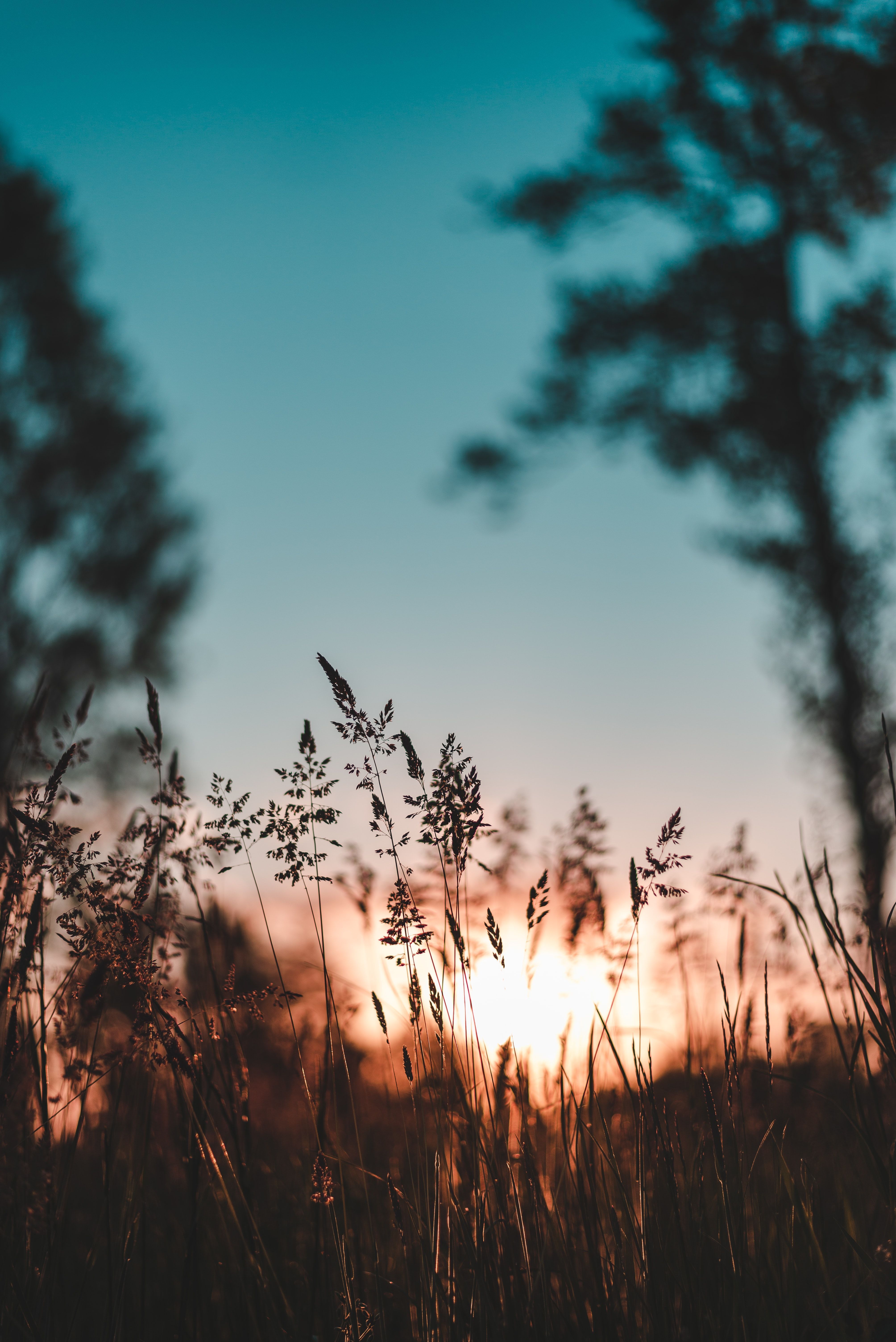 Gräser, Silhouette, Sonnenuntergang, Bäume, Unschärfe, QHD+, iPad-Hintergrundbild