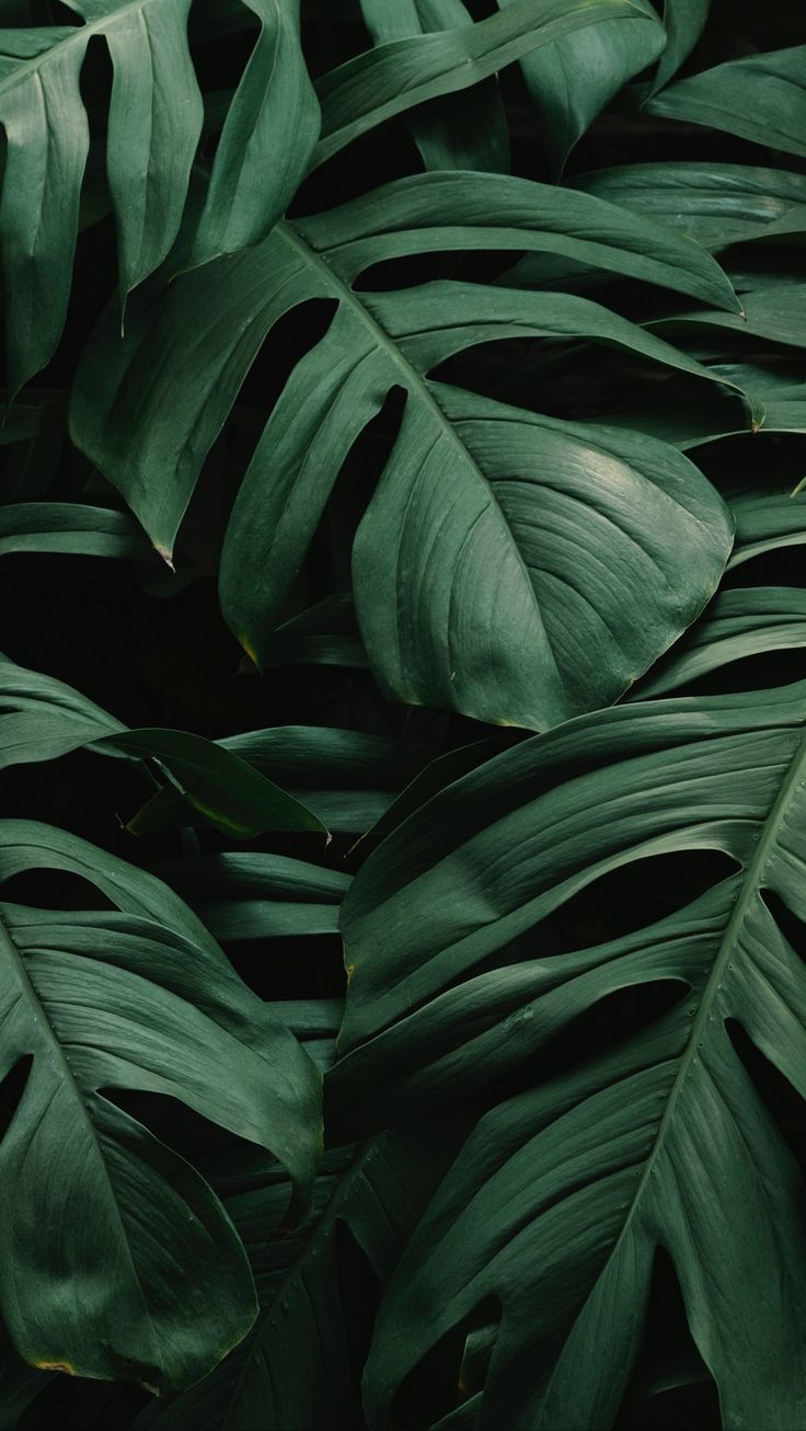 Monstera, Tropische Blätter, Dunkelgrün, Dschungel, Nahaufnahme, HD, Handy-Hintergrund