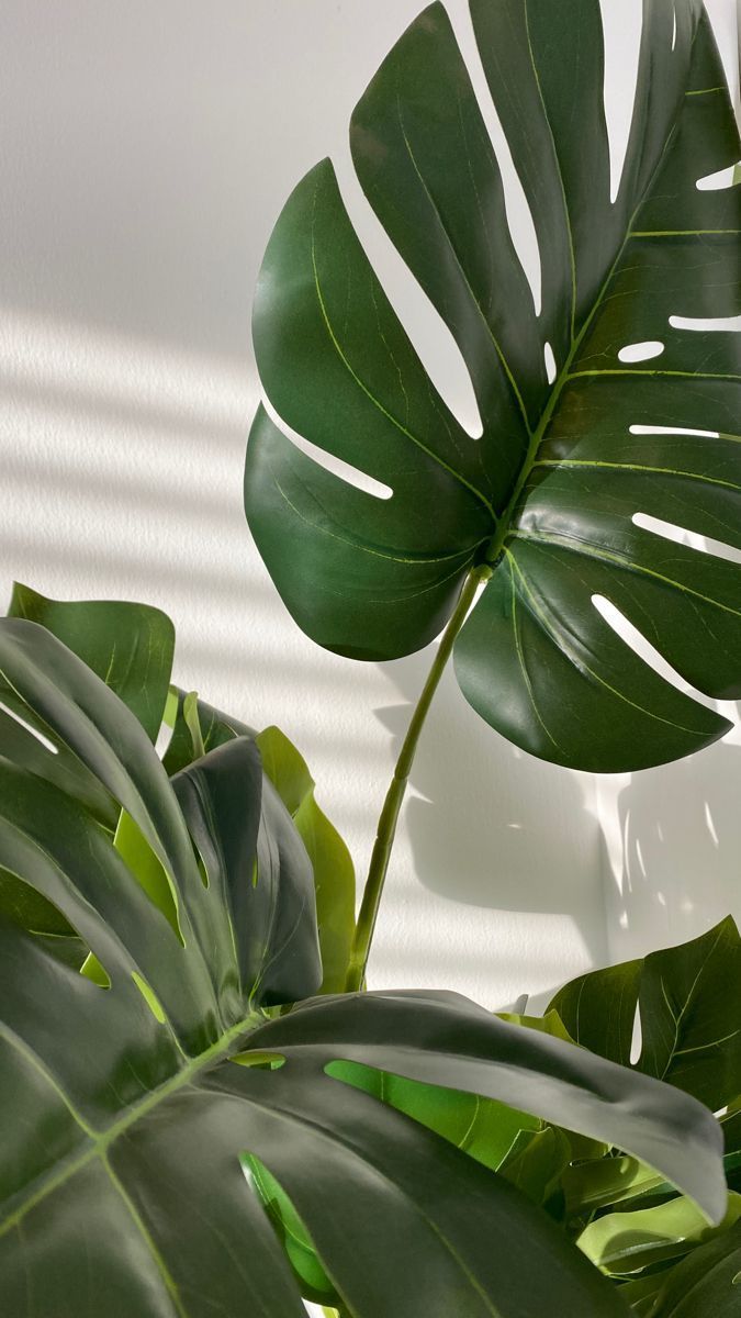 Monstera, Zimmerpflanze, Fensterlicht, Schatten, Hochformat, Android-Hintergrundbild