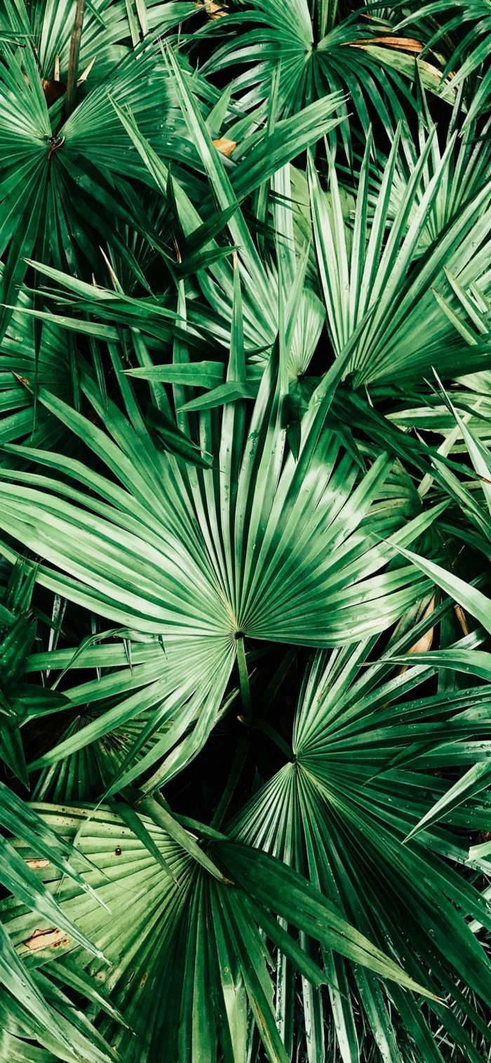 Palmblätter, Fächerpalme, Tropisch, Dschungel, Dicht, Hintergrundbild für iPhone und Android