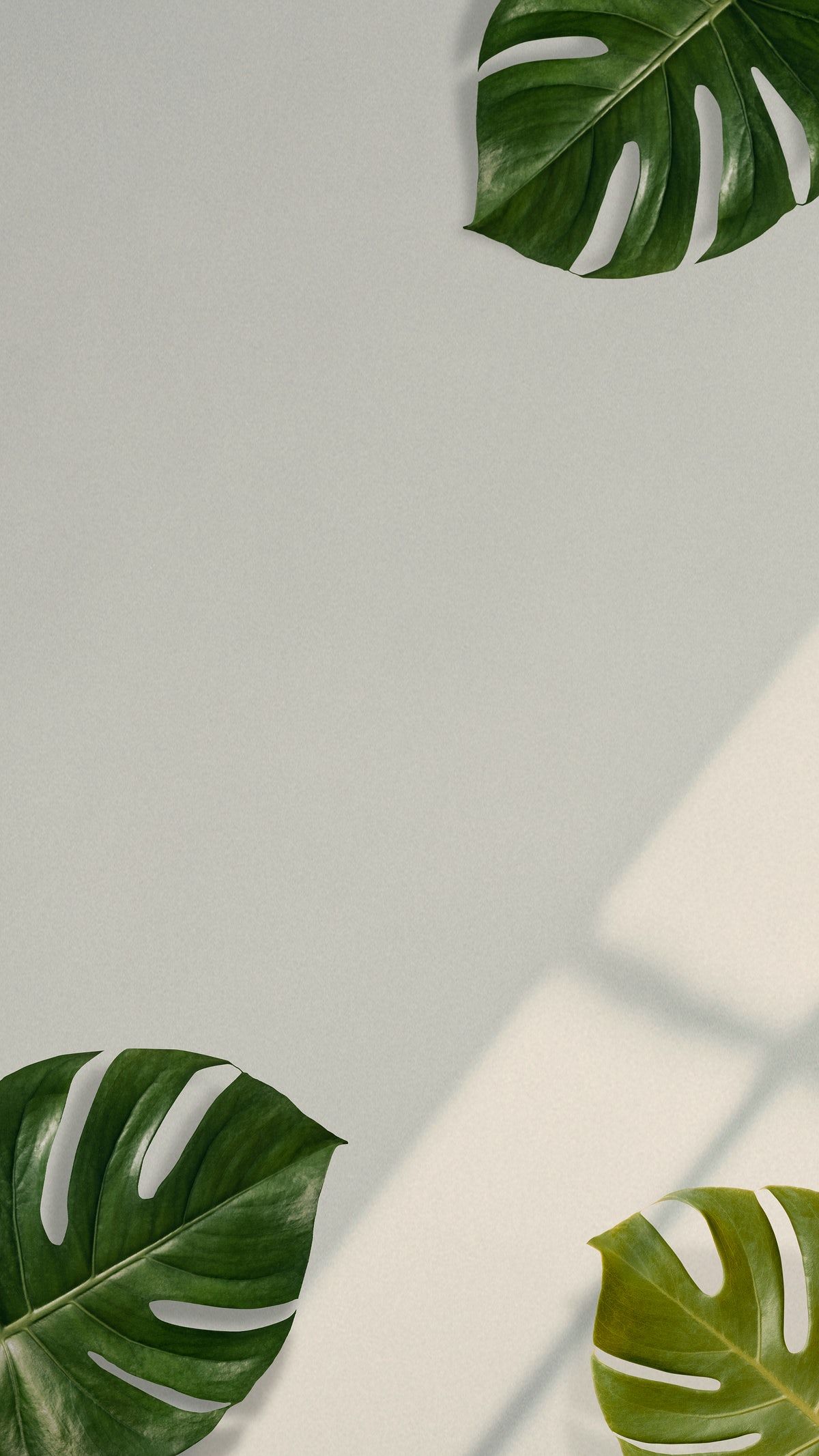 Monstera, Schatten, Minimalistisch, Beige, Hochformat, Full HD, Hintergrundbild fürs Handy