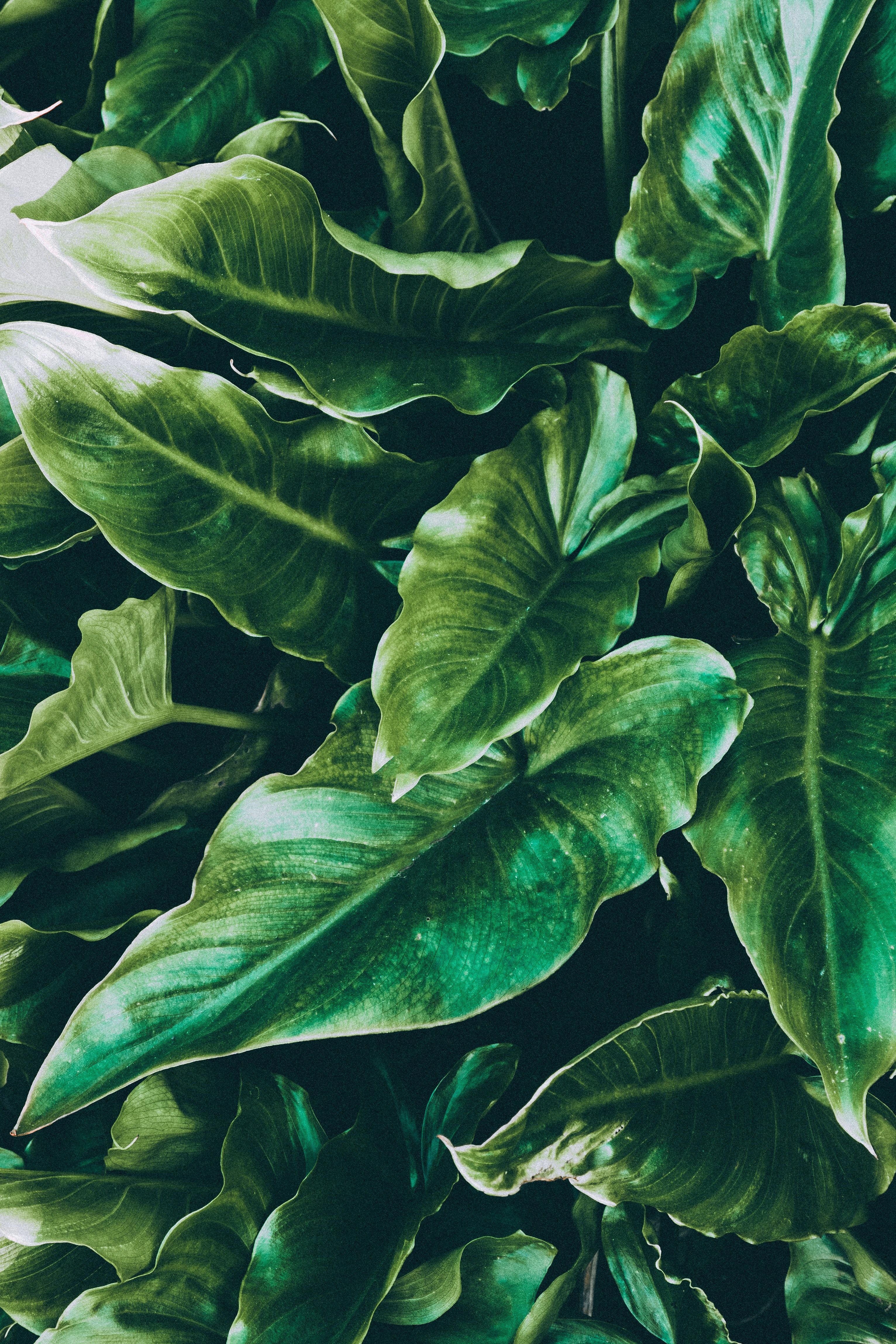 Philodendron, Tropische Blätter, Grün, Dschungel, Hochformat, QHD+, Tablet-Hintergrund