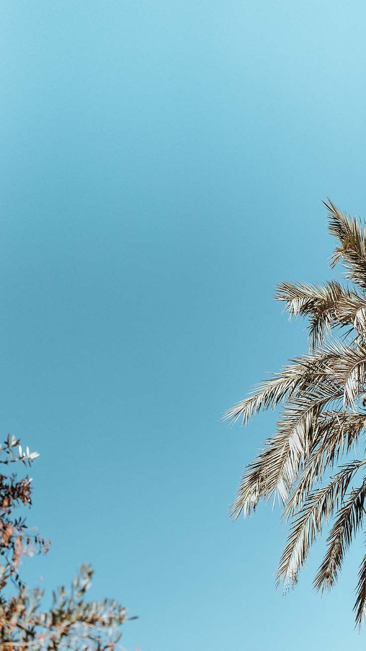 Palme, Blauer Himmel, Minimalismus, Sommer, Sperrbildschirm fürs iPhone 16 Plus
