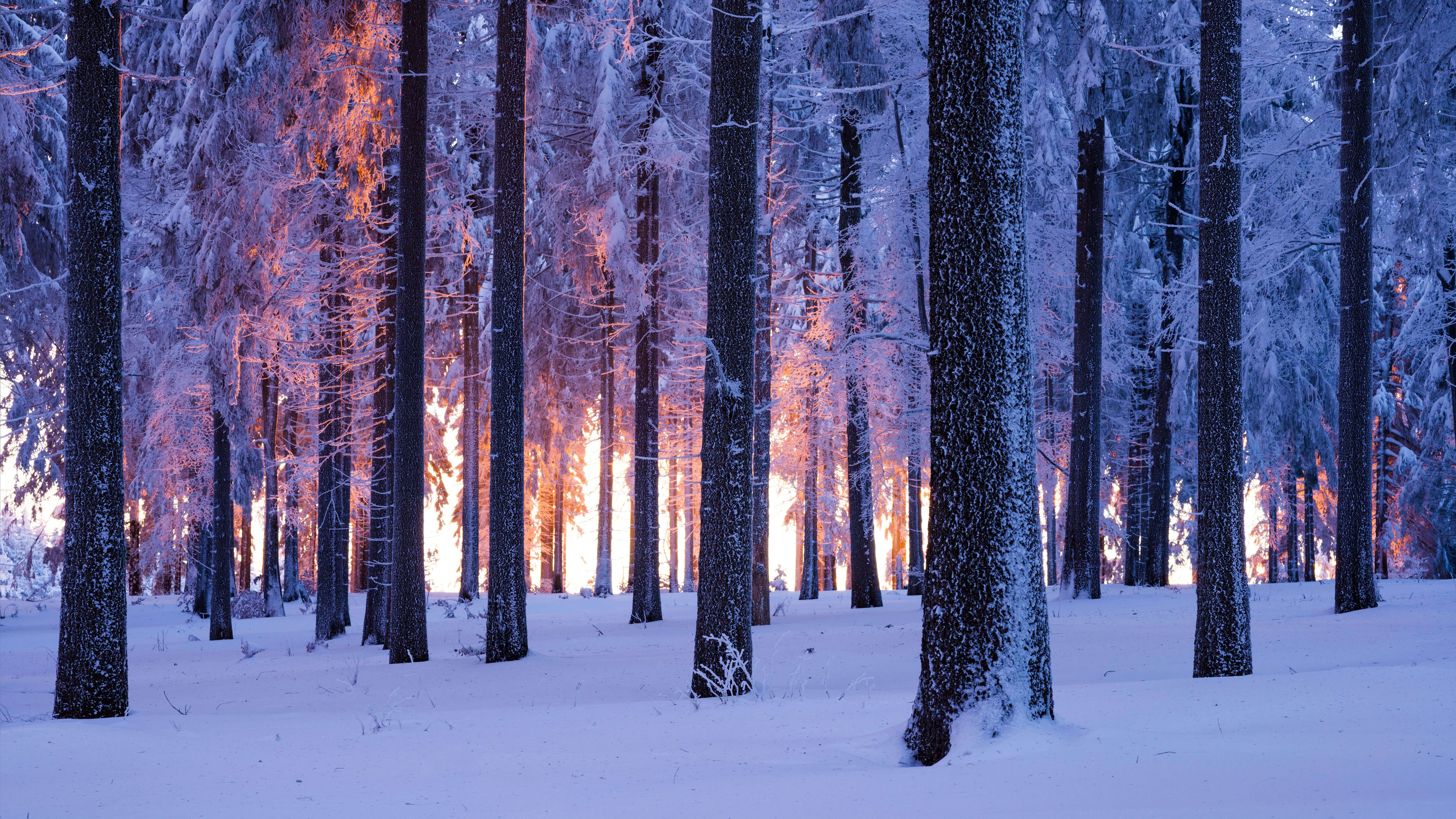 Winterwald, Schnee, Baumstämme, Sonnenuntergang, Lila Licht, 6K, Laptop-Hintergrundbild