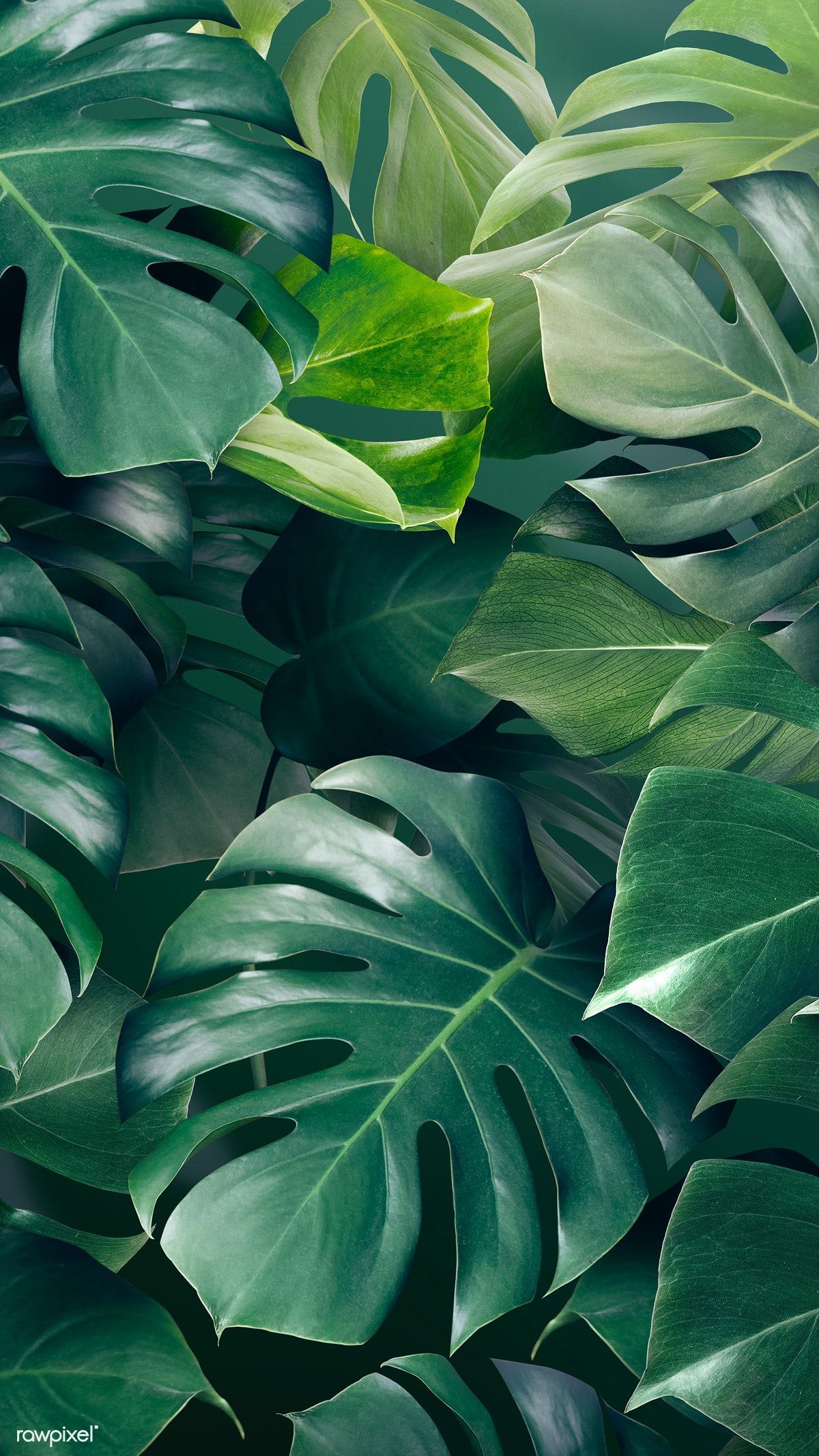 Monstera, Tropische Pflanzen, Dschungel, Blattwerk, Grüntöne, Full HD, Handy-Hintergrundbild