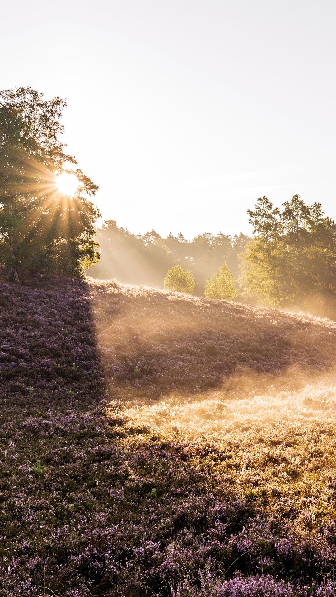 Wiese, Morgentau, Nebel, Gegenlicht, Bäume, Full HD, Hintergrundbild fürs Handy
