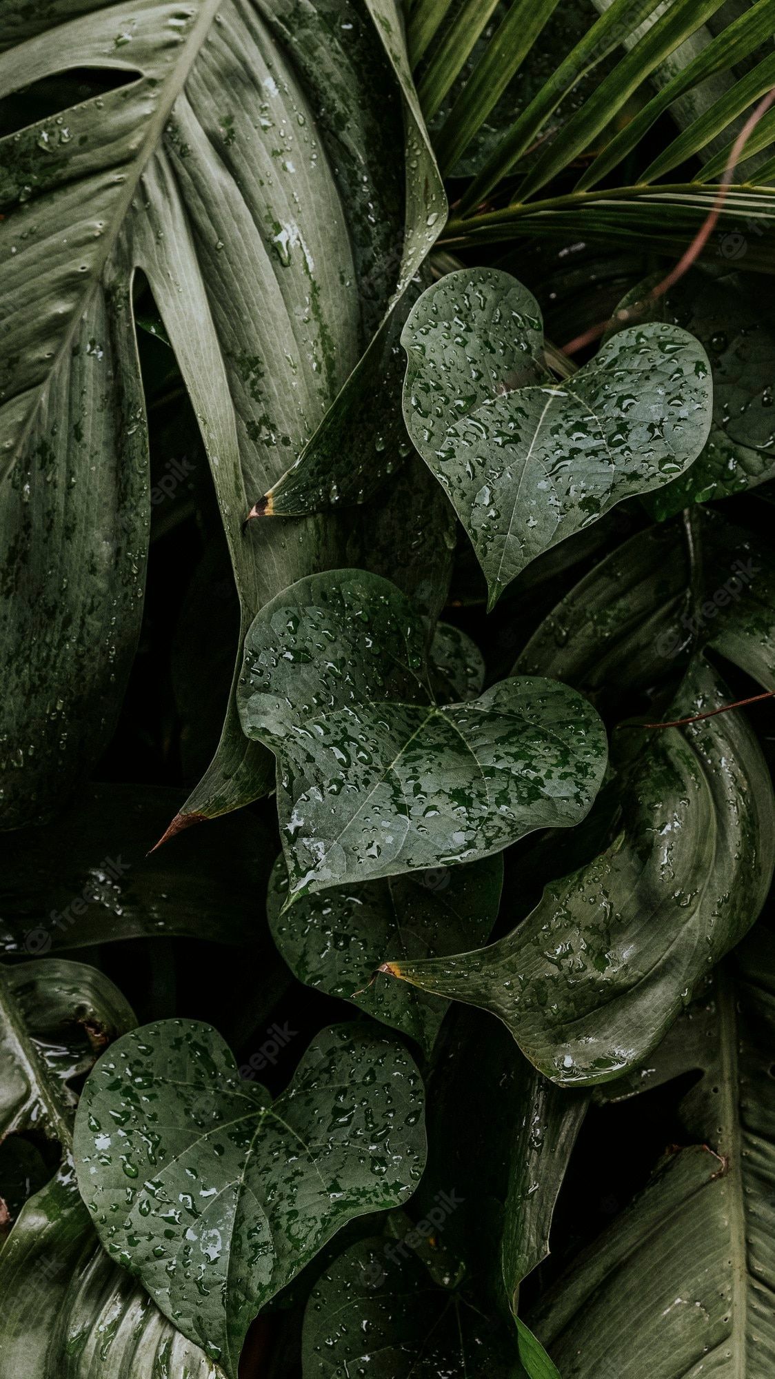 Herzblätter, Wassertropfen, Dunkelgrün, Zimmerpflanze, Tropisch, Full HD, iPhone-Hintergrundbild