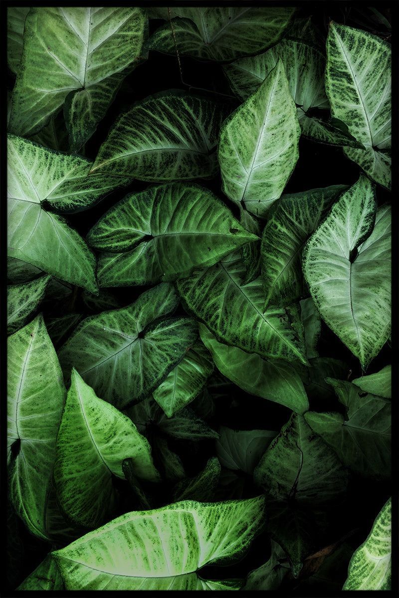 Syngonium, Blattmuster, Grün, Pflanzen, Nahaufnahme, HD, iPad-Hintergrundbild