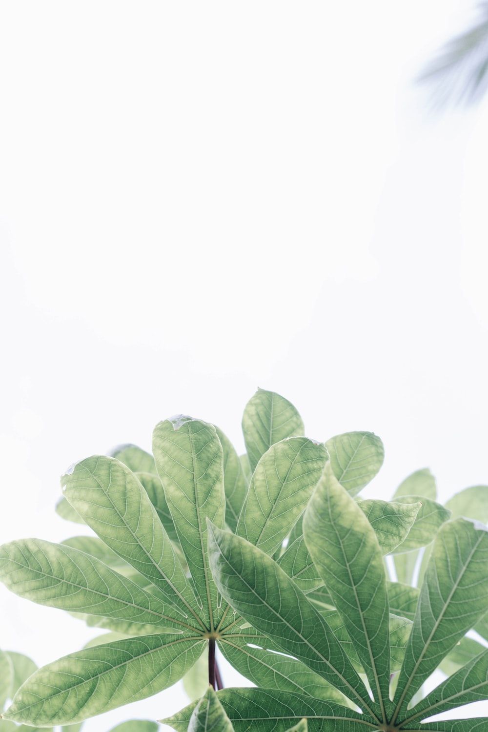 Palmblätter, Weißer Himmel, Minimalistisch, Hellgrün, Froschperspektive, HD, iPhone-Hintergrundbild