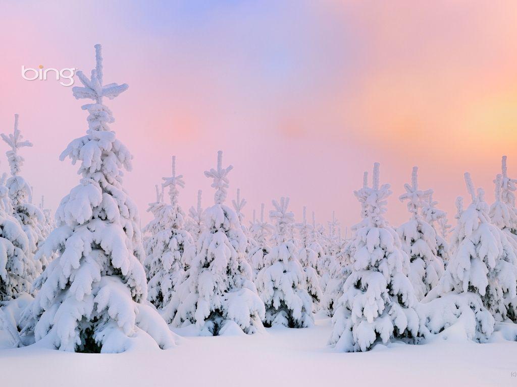 Verschneite Tannen, Winter, Schnee, Rosa Himmel, Wald, Hintergrundbild für iPad und Tablet