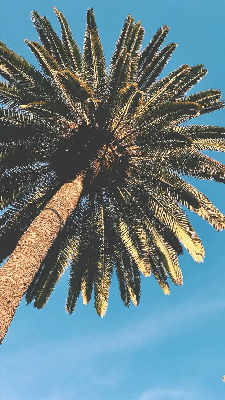 Palme, Blauer Himmel, Froschperspektive, Tropen, Sperrbildschirm fürs iPhone 16 Plus