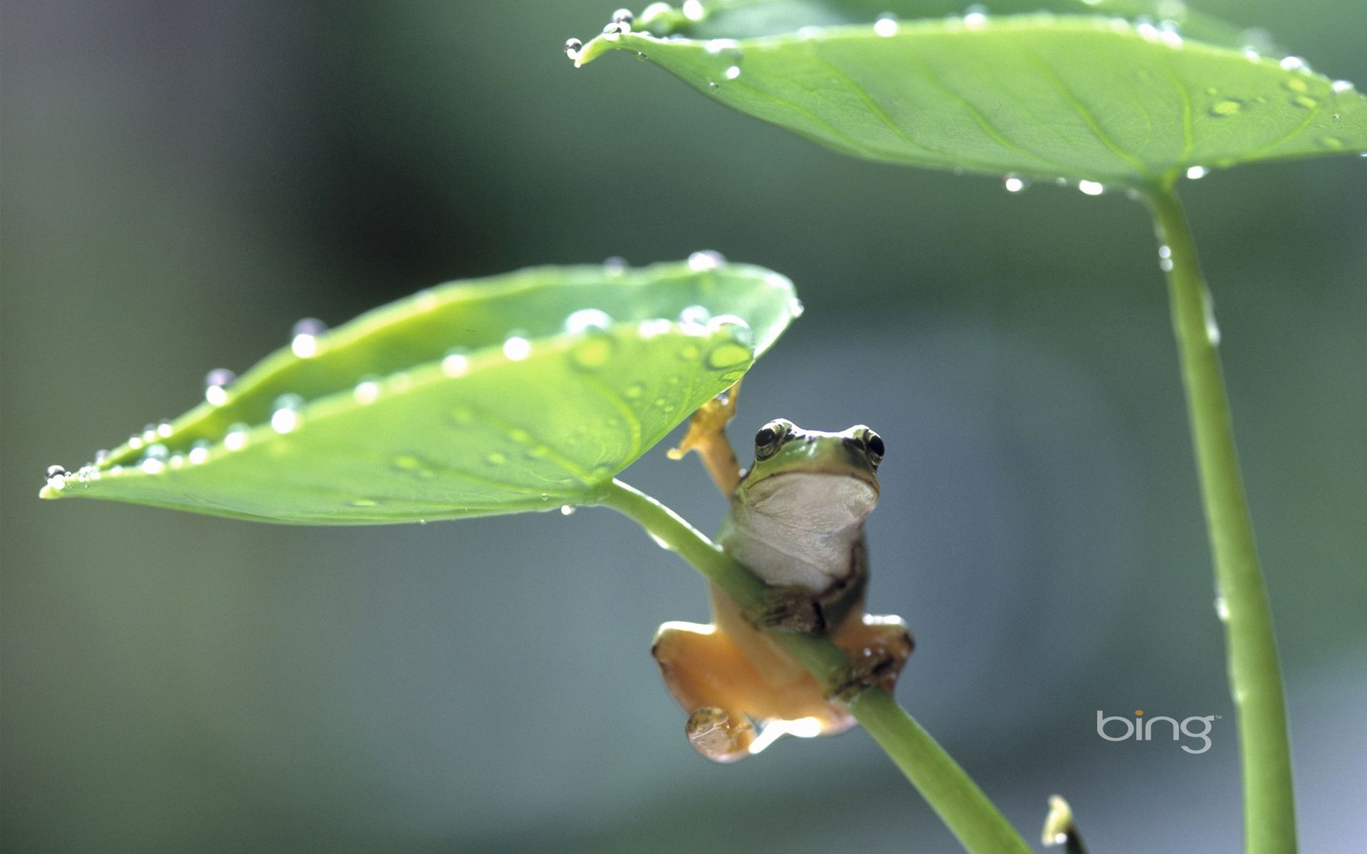 Frosch, Lotusblatt, Wassertropfen, Makro, Grün, Full HD, Desktop-Hintergrund für Windows
