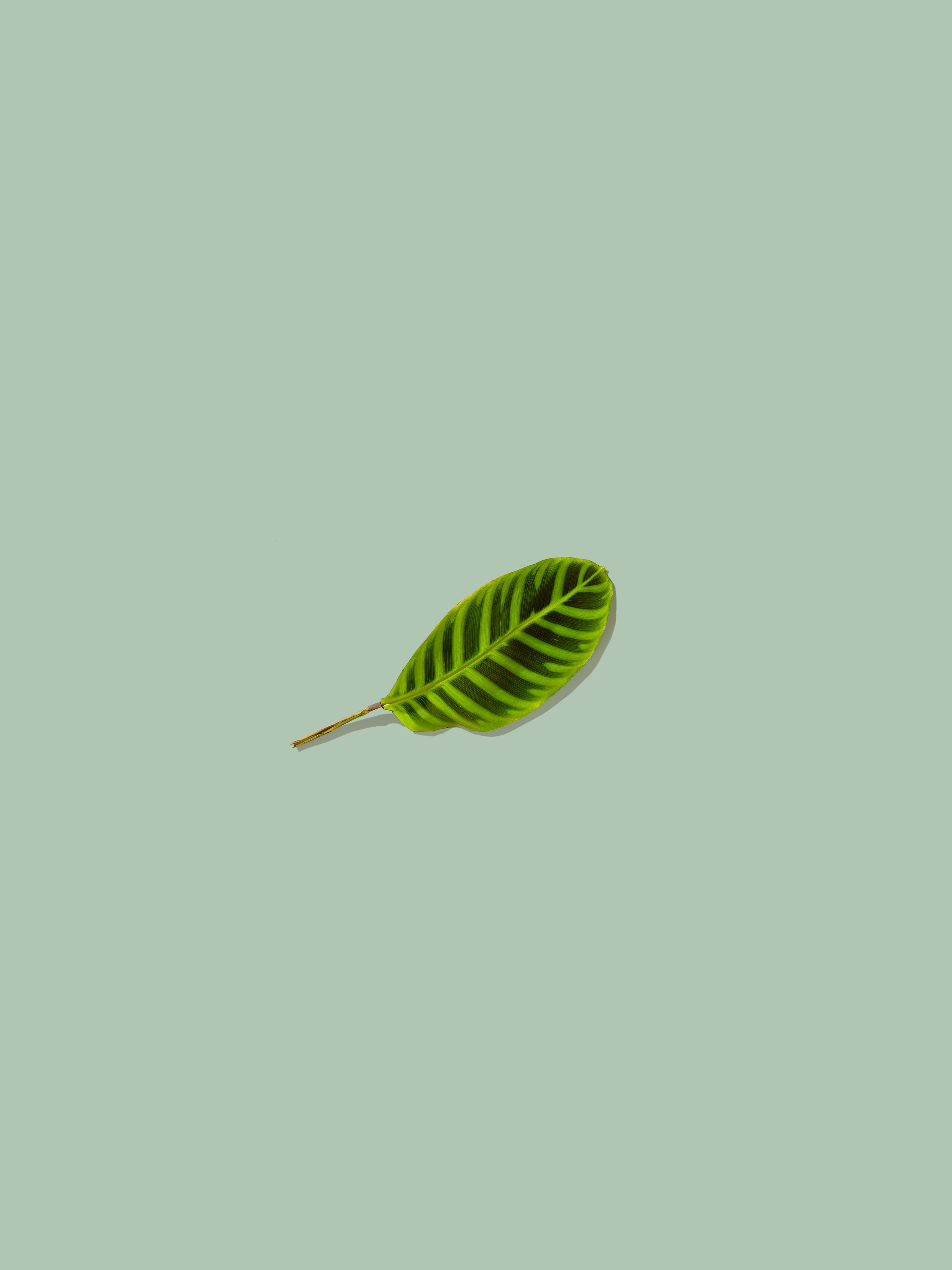 Blatt, Salbeigrün, Minimalistisch, Pfeilwurz, Einzelnes Blatt, QHD+, iPad-Hintergrundbild