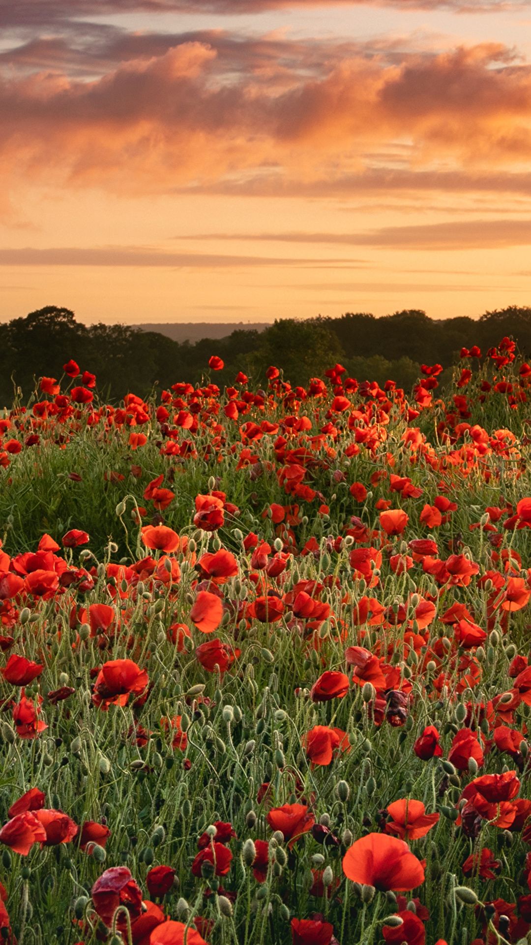 Mohnblumen, Mohnfeld, Sonnenuntergang, Rot, Sommer, Full HD, Sperrbildschirm fürs iPhone