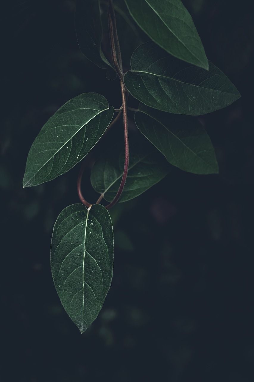 Blätter, Dunkler Hintergrund, Zweig, Dunkelgrün, Minimalistisch, Sperrbildschirm fürs iPhone