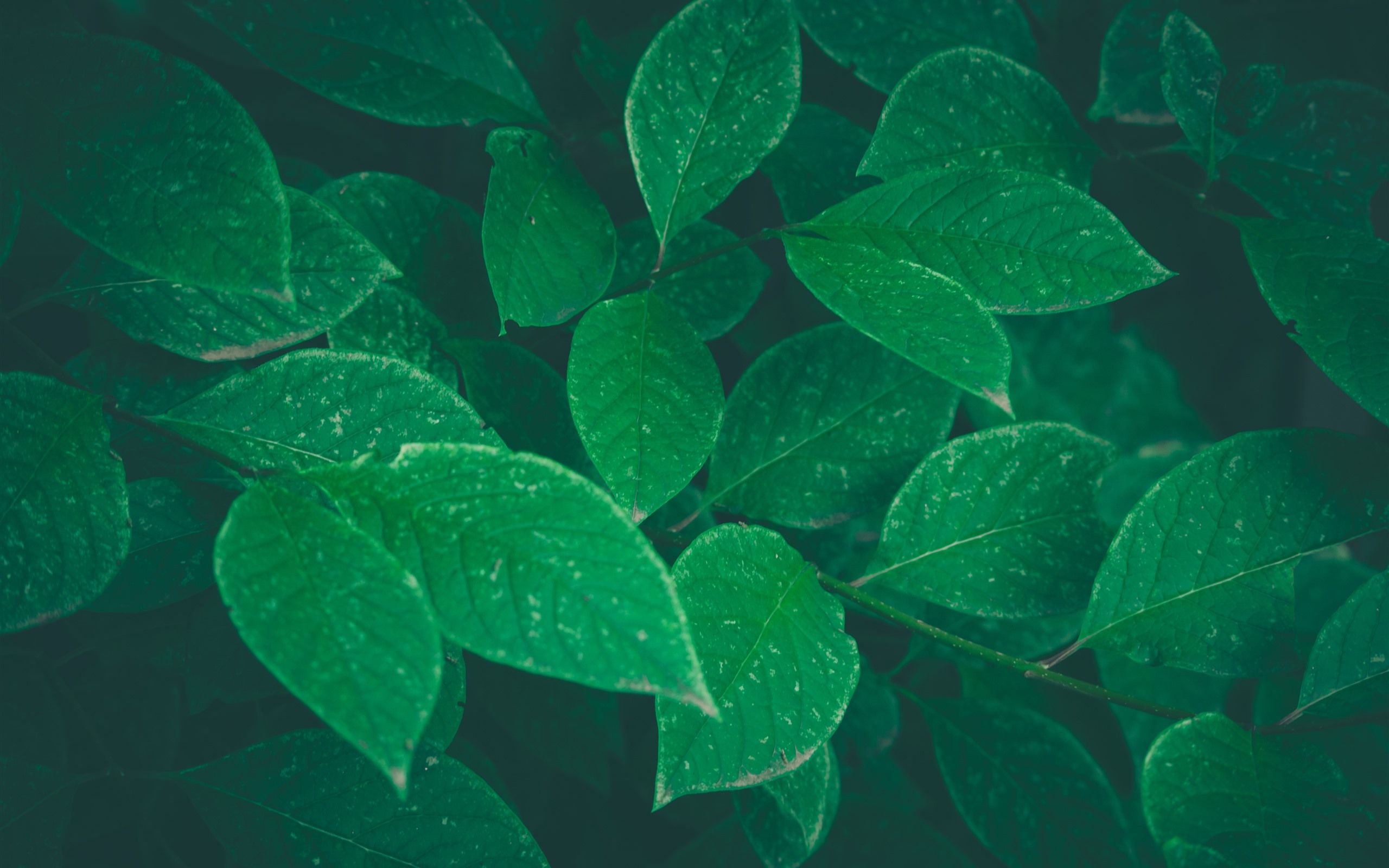 Blätter, Regentropfen, Smaragdgrün, Nahaufnahme, Natur, 2K, Hintergrundbild für den PC