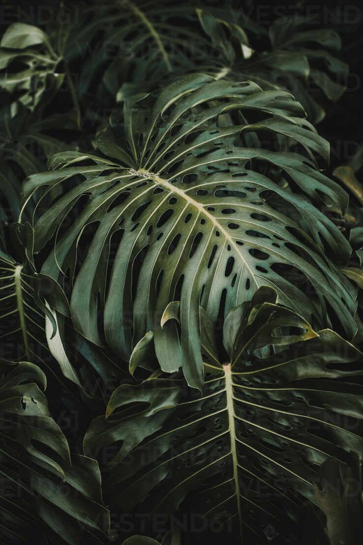Monstera, Dunkelgrün, Dschungel, Blattwerk, Dunkel, Hintergrundbild für iPad und Tablet