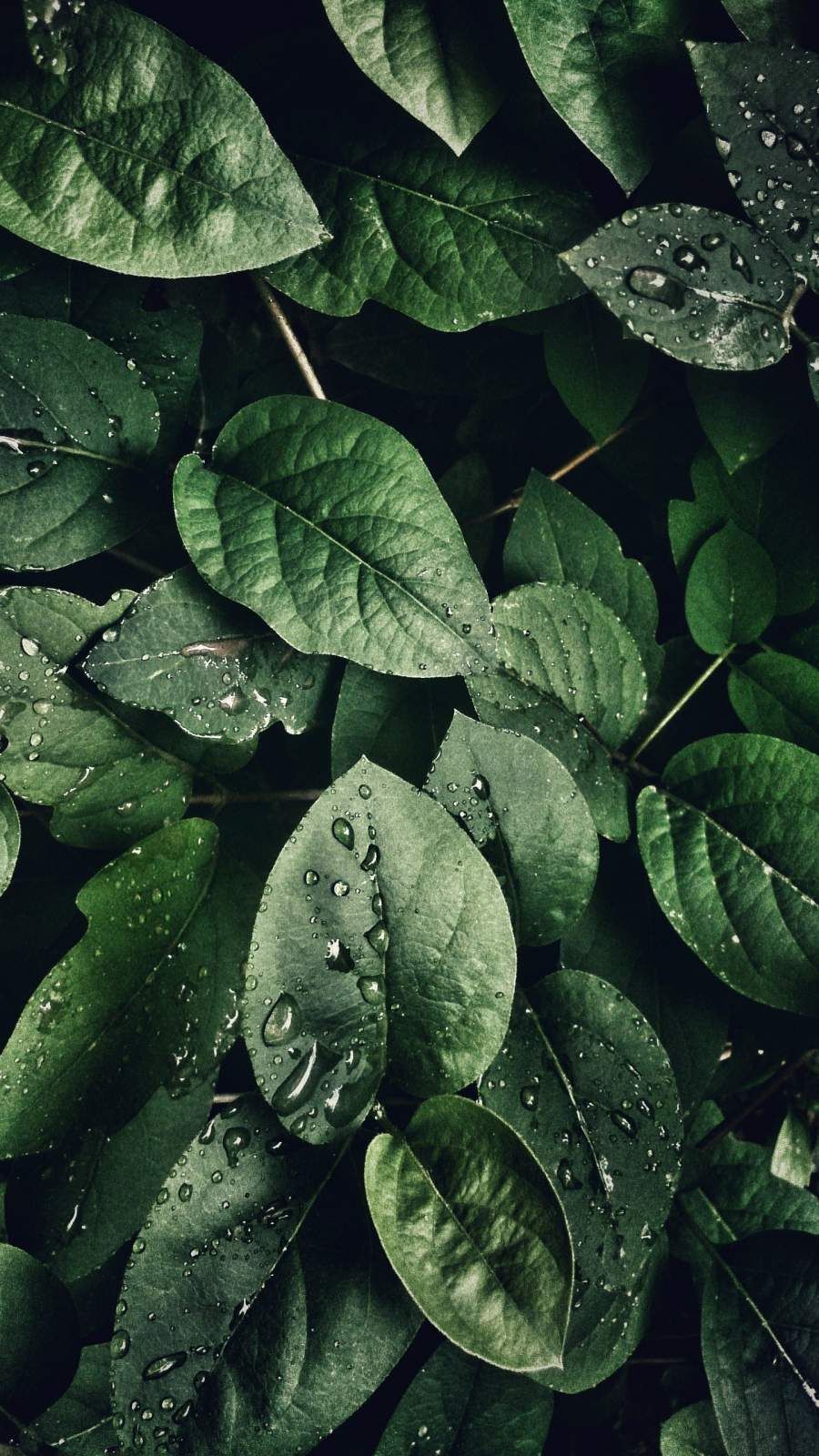 Blätter, Wassertropfen, Dunkelgrün, Natur, Blattwerk, HD, Sperrbildschirm fürs iPhone