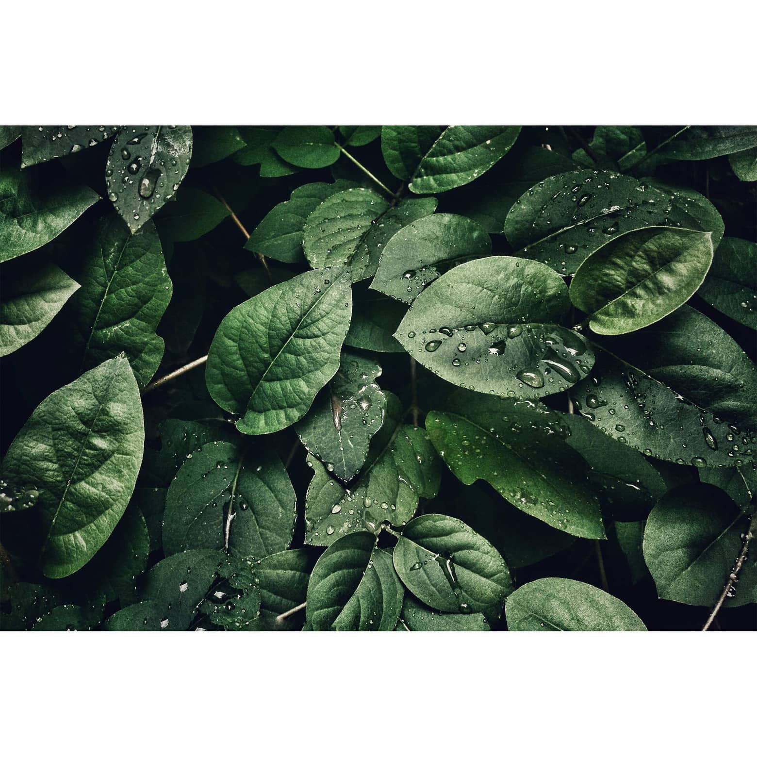 Blätter, Wassertropfen, Dunkelgrün, Draufsicht, Natur, HD, Hintergrundbild fürs Tablet