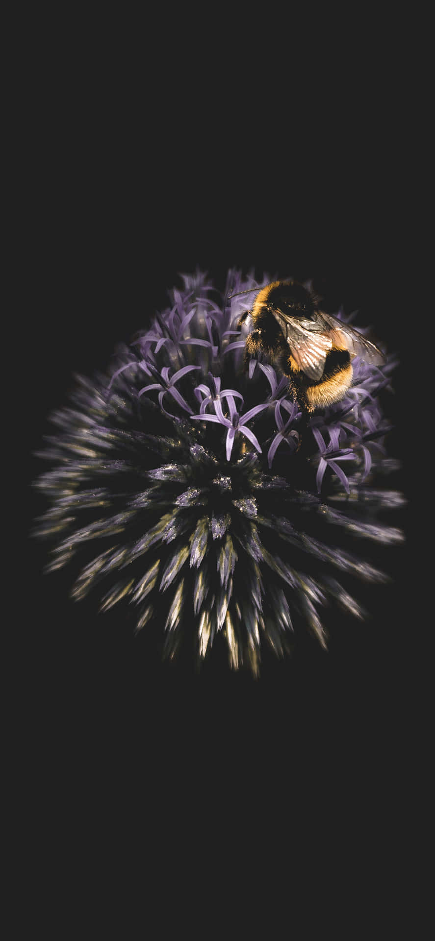 Biene, Blume, Dunkel, Makro, Natur, iPhone 16 Plus, Wallpaper