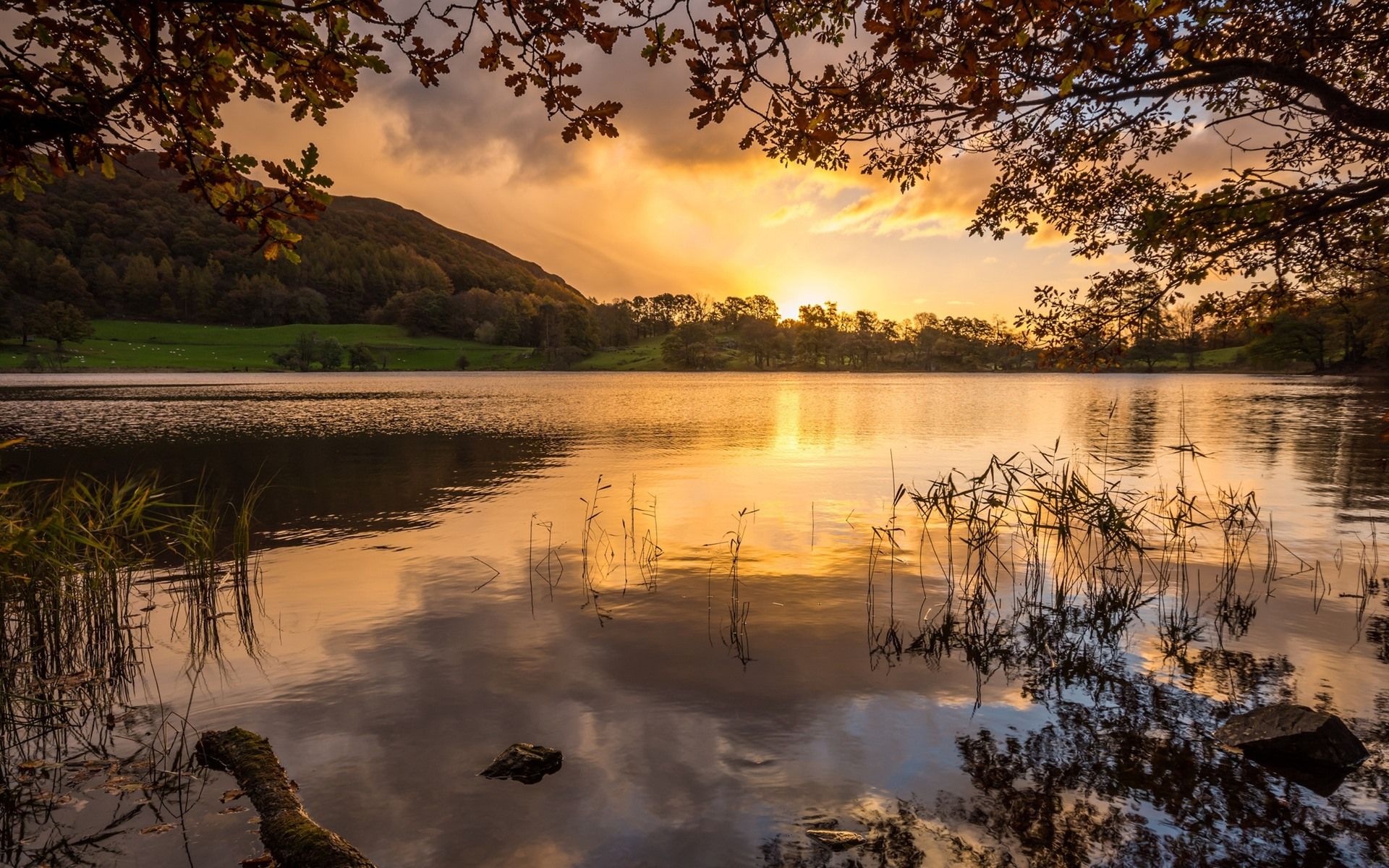 See, Sonnenuntergang, Schilf, Spiegelung, Äste, 16:10, Full-HD-Hintergrundbild für den Desktop