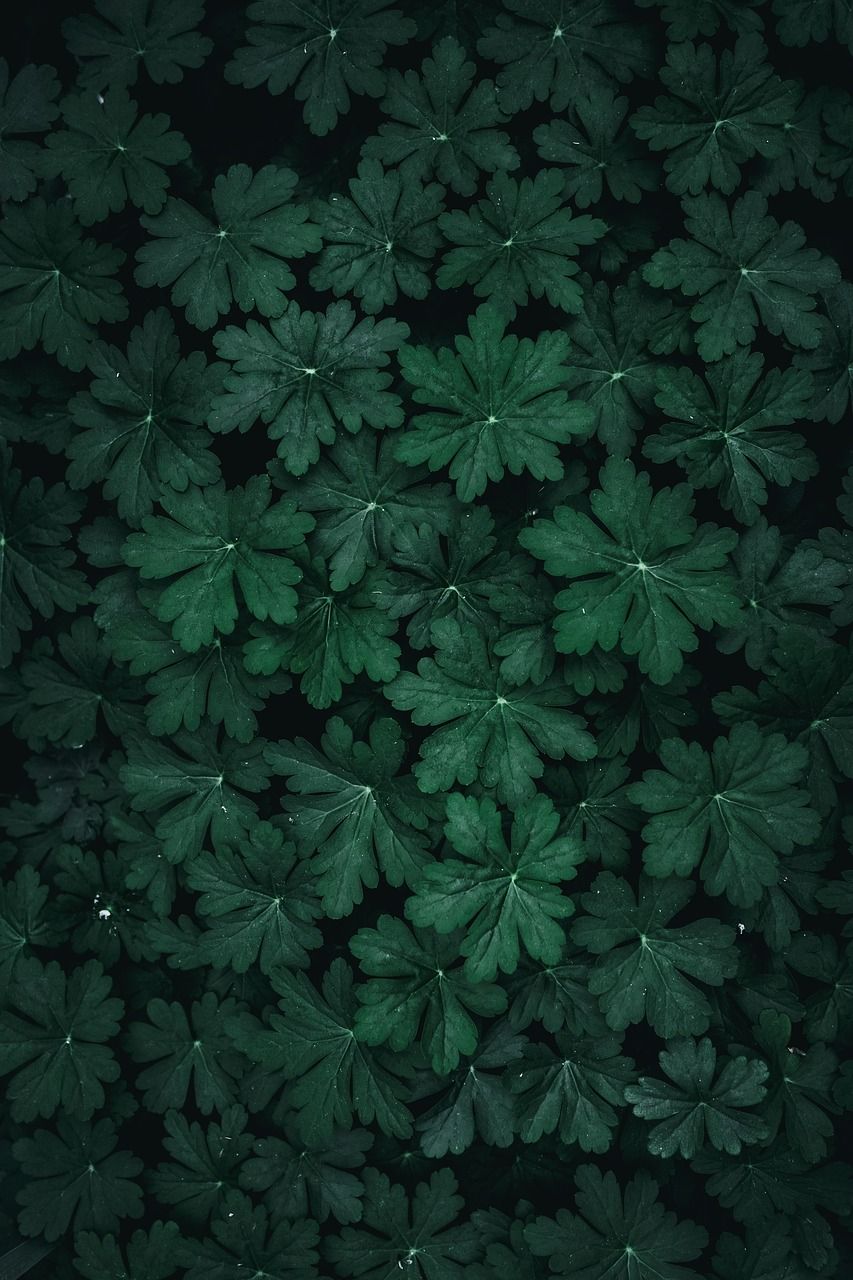 Blätterteppich, Draufsicht, Dunkelgrün, Pflanzen, Natur, HD, Handy-Hintergrundbild