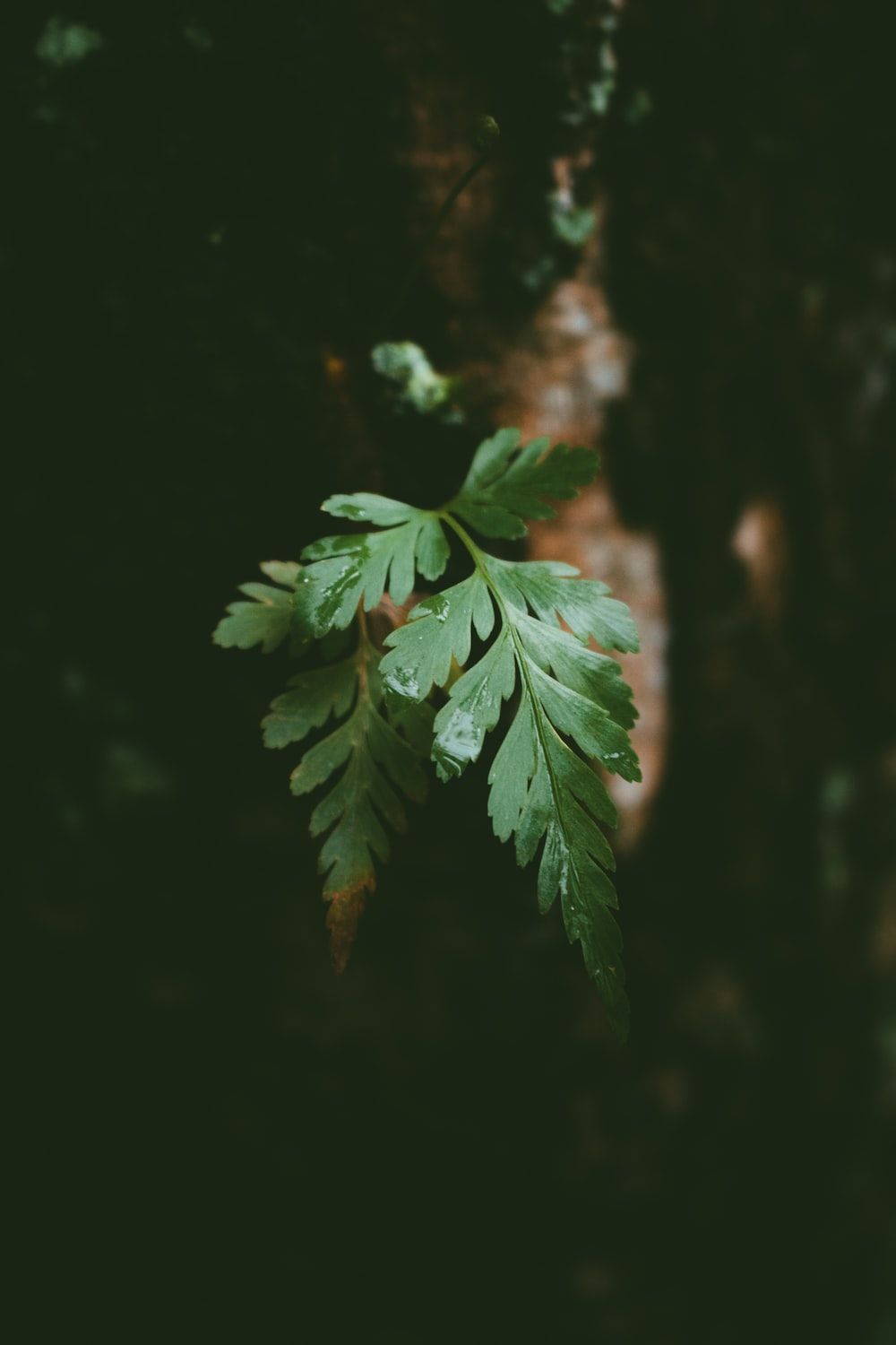 Farnblatt, Baumstamm, Dunkel, Natur, Minimalistisch, HD, Handy-Hintergrund im Hochformat