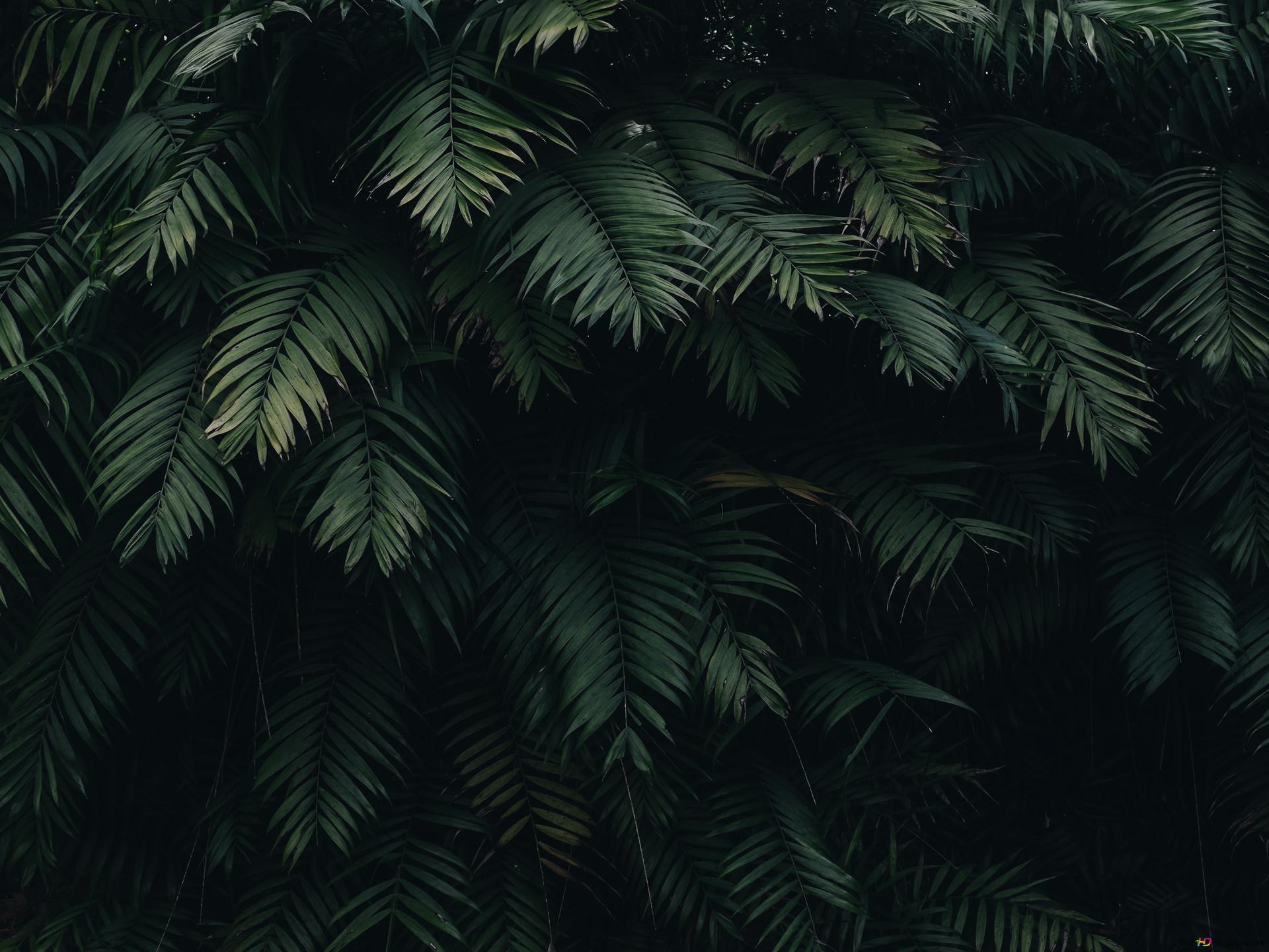 Farn, Palmwedel, Dunkelgrün, Dschungel, Dunkel, Full HD, iPad-Hintergrundbild
