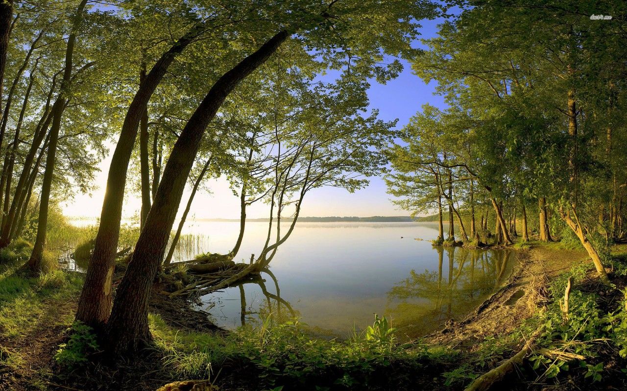 Bäume, See, Ufer, Wald, Sommer, 16:10, HD-Hintergrundbild für den Desktop
