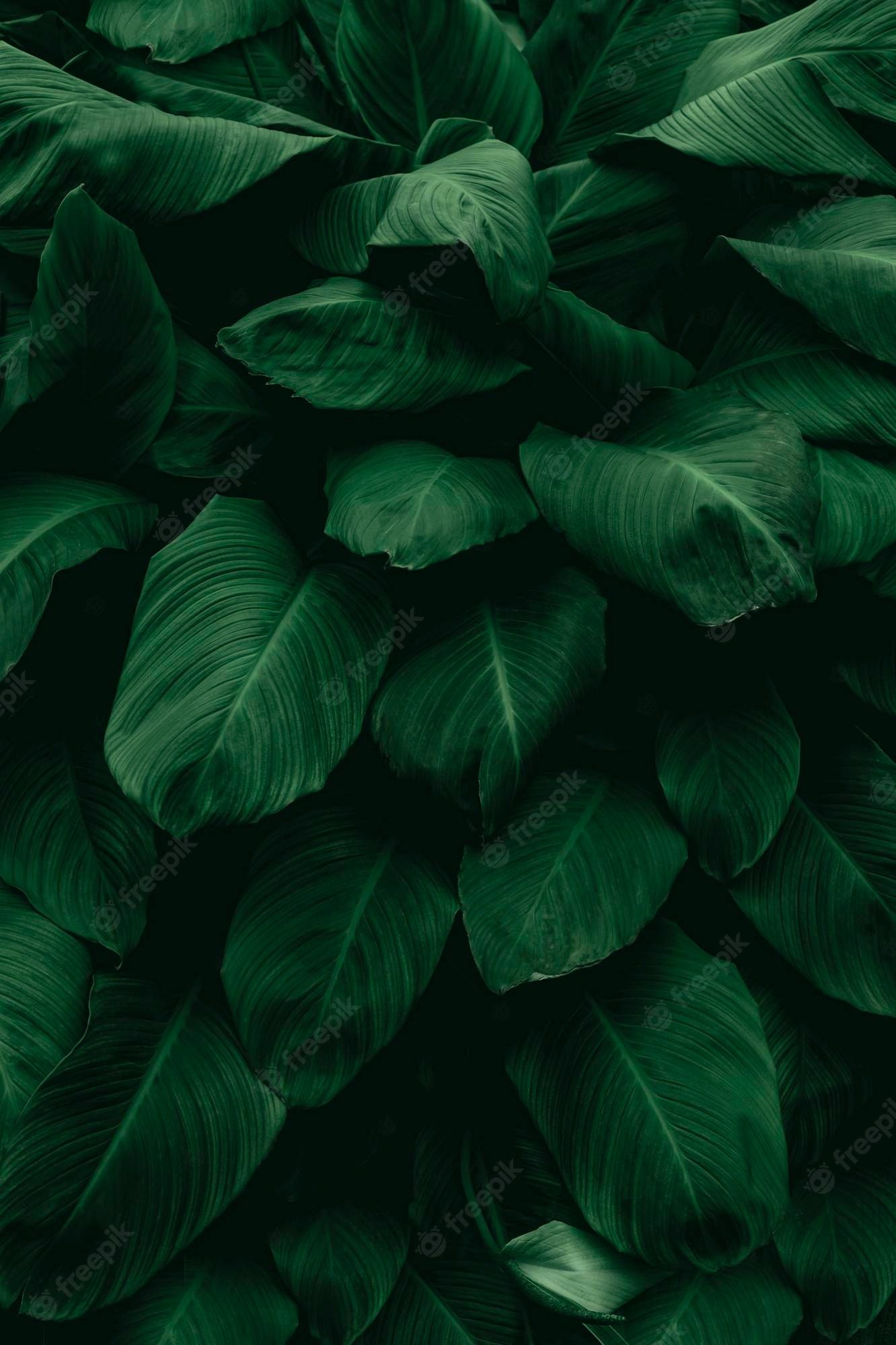Blätter, Dunkelgrün, Blattwerk, Dicht, Natur, Full HD, Handy-Hintergrund im Hochformat