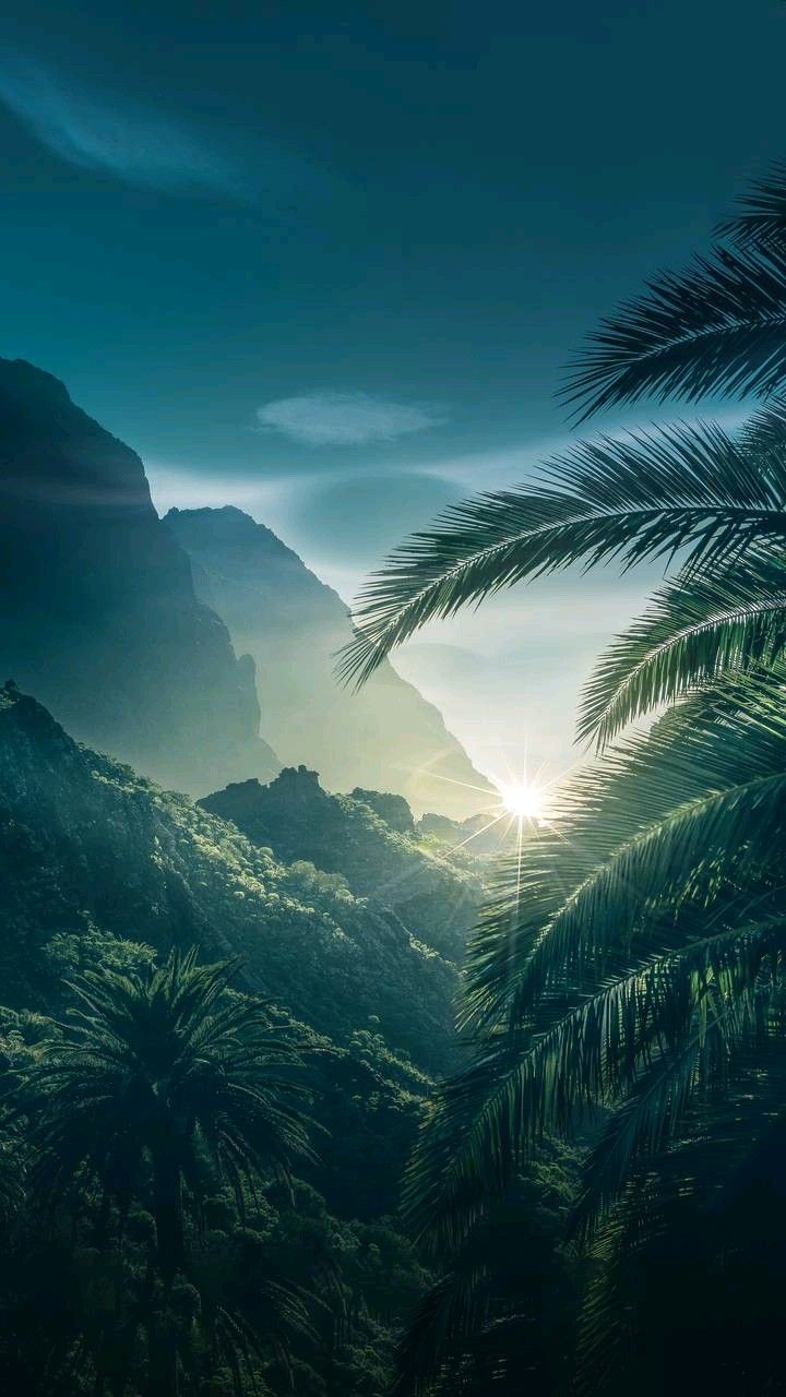 Palmen, Berge, Tal, Dschungel, Türkis, HD, Hintergrundbild fürs Handy