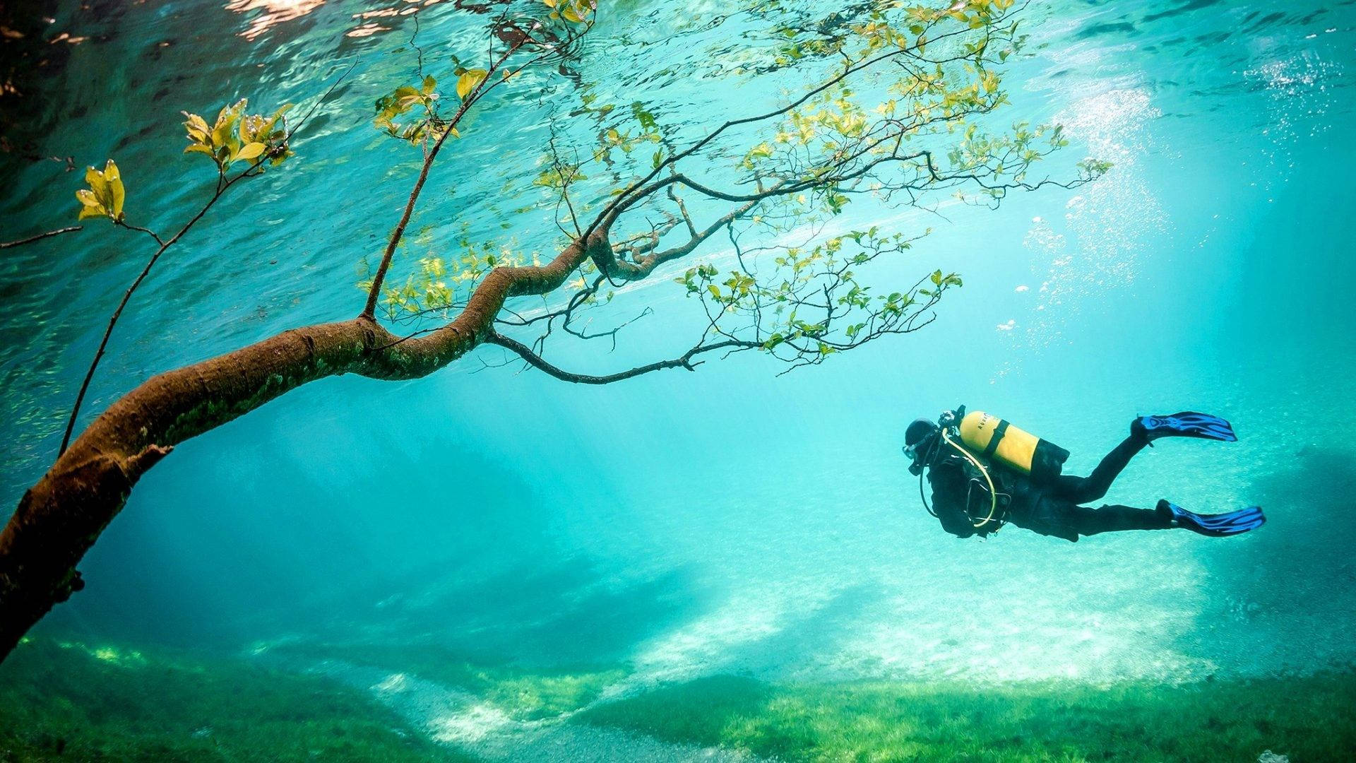 Grüner See, Steiermark, Österreich, Taucher, Baum unter Wasser, Klares Wasser, Full-HD-Hintergrundbild