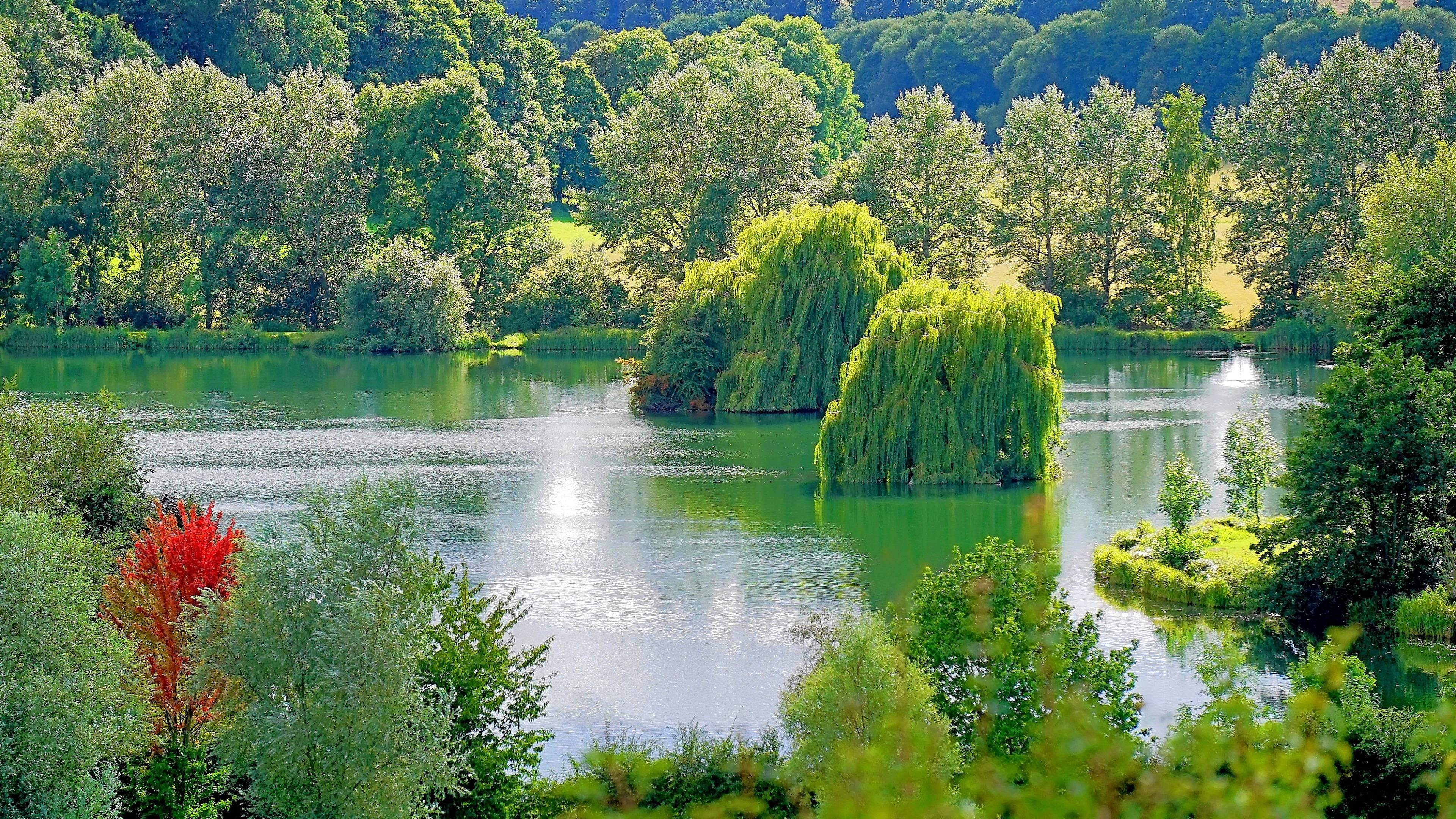 See, Trauerweiden, Wald, Grün, Sommer, 3840x2160, 4K-Hintergrundbild für PC