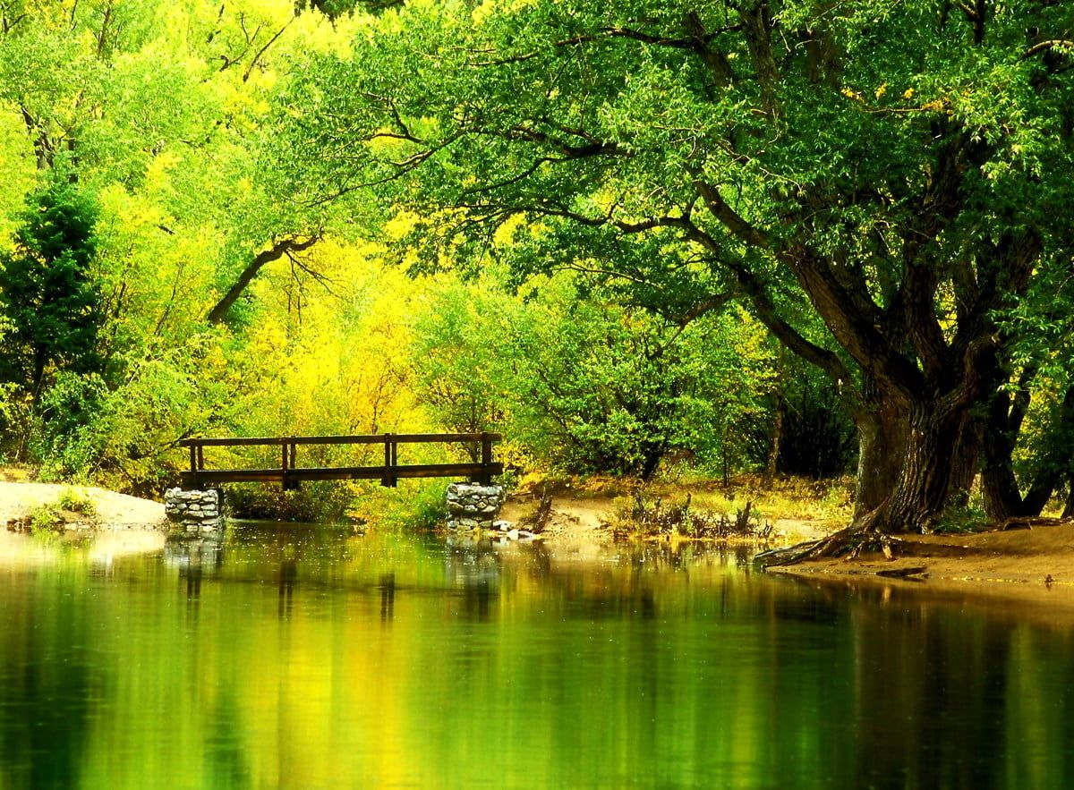 Fluss, Holzbrücke, Bäume, Grün, Sommer, Hintergrundbild