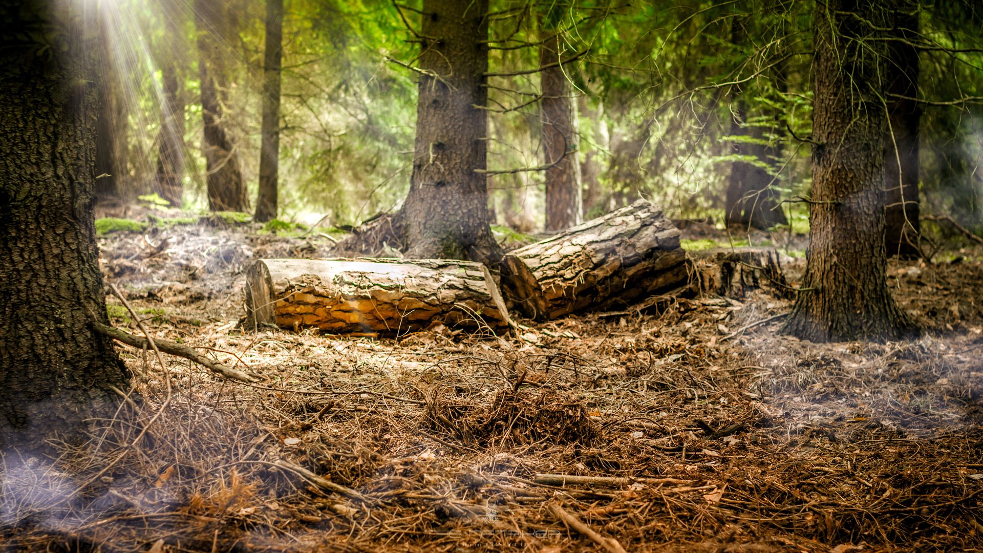 Wald, Baumstämme, Sonnenstrahlen, Waldboden, Nadelbäume, Full HD, Windows-Hintergrundbild