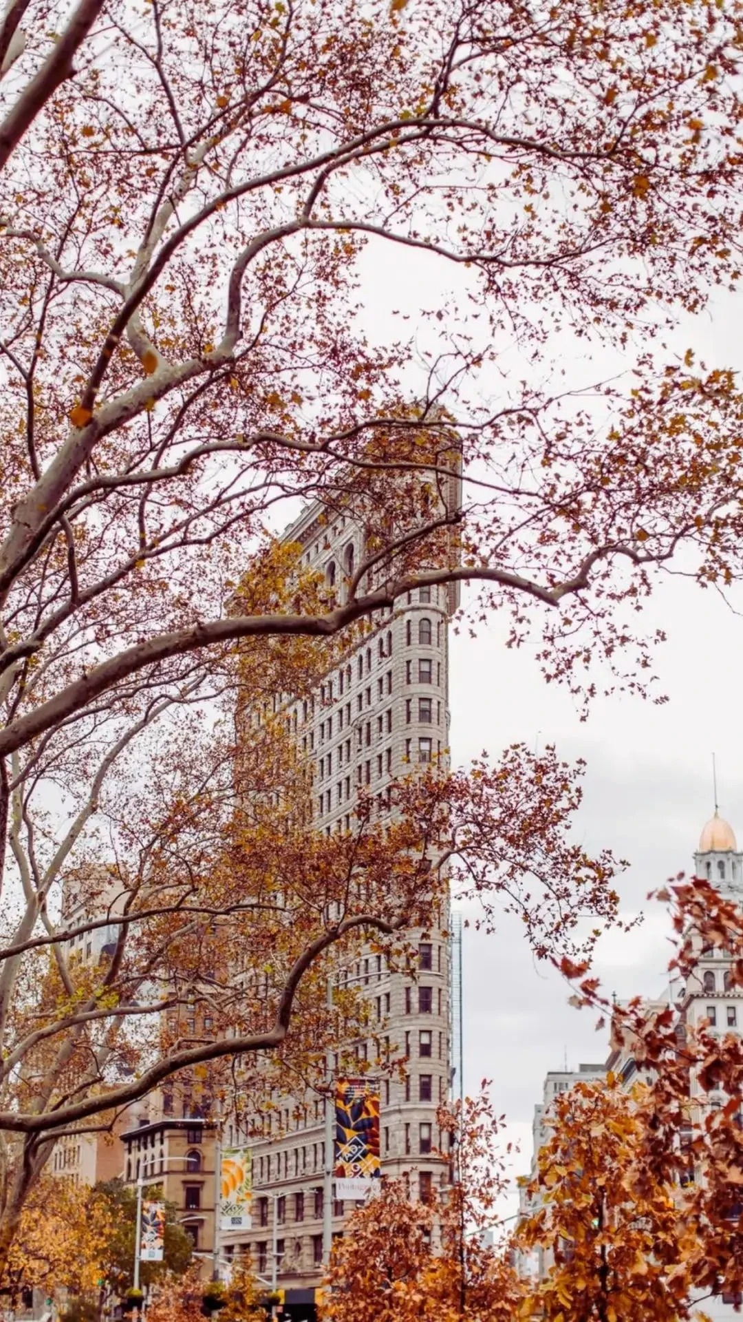 Flatiron Building, New York, Herbstlaub, Äste, Froschperspektive, Android-Hintergrundbild