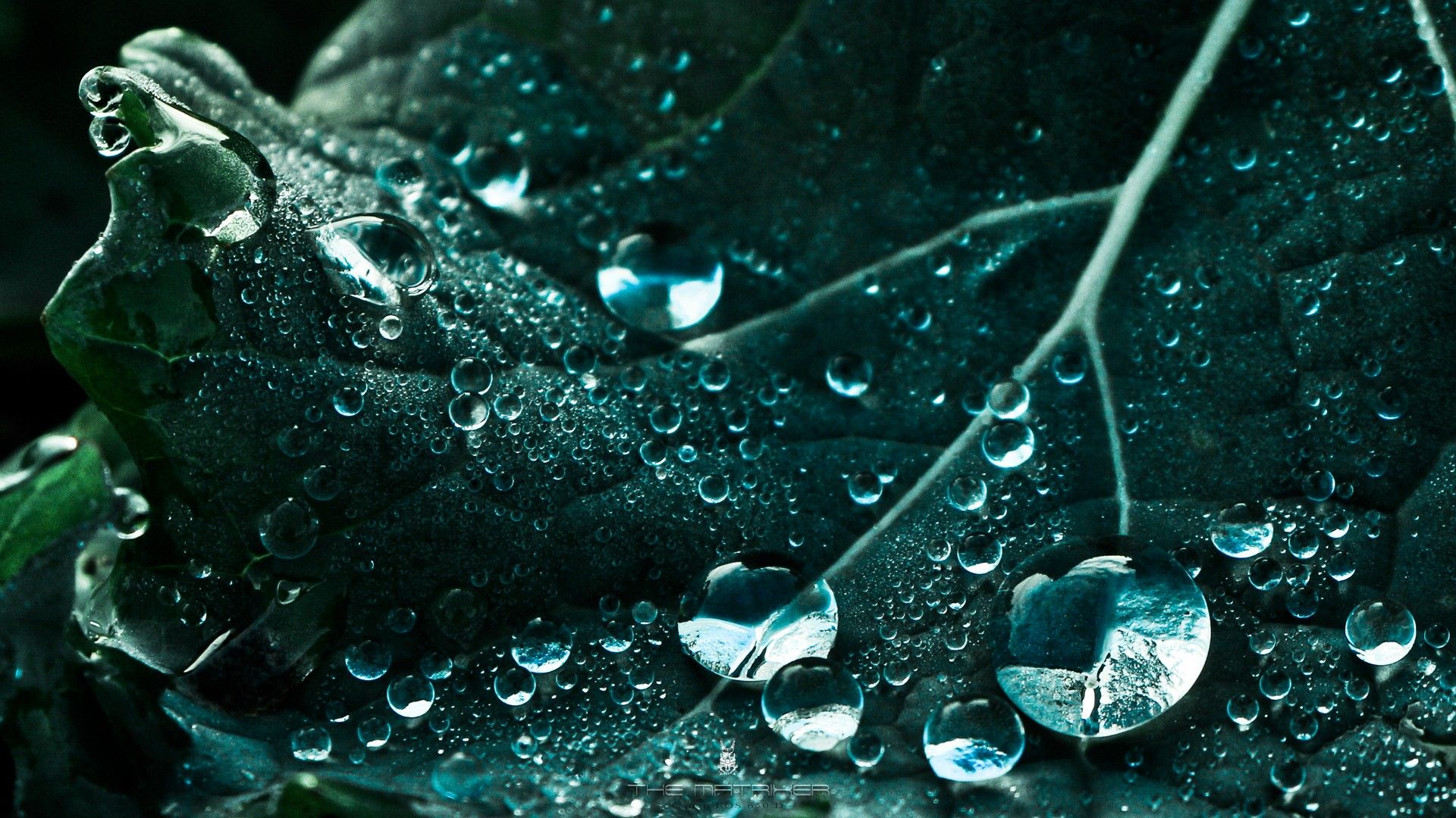 Wassertropfen, Blatt, Makro, Dunkelgrün, Tau, 16:9, Full-HD-Hintergrundbild für den Desktop