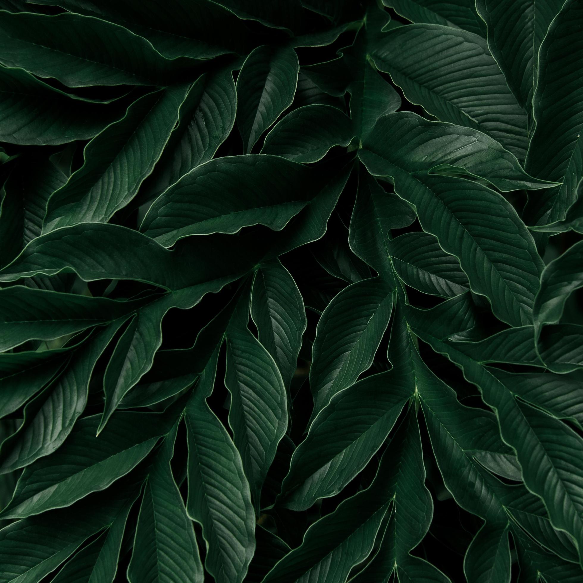 Blätter, Dunkelgrün, Pflanzen, Muster, Textur, Full HD, iPad-Hintergrundbild