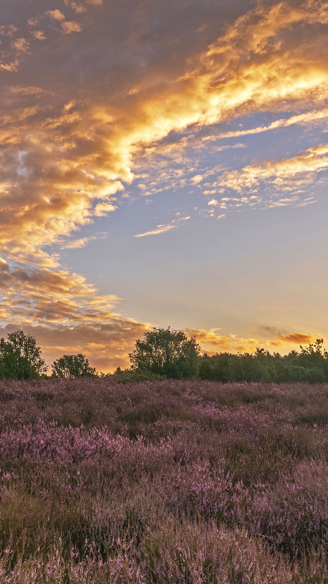 Heide, Wolken, Sonnenuntergang, Heidekraut, Abendhimmel, Full HD, Handy-Hintergrundbild