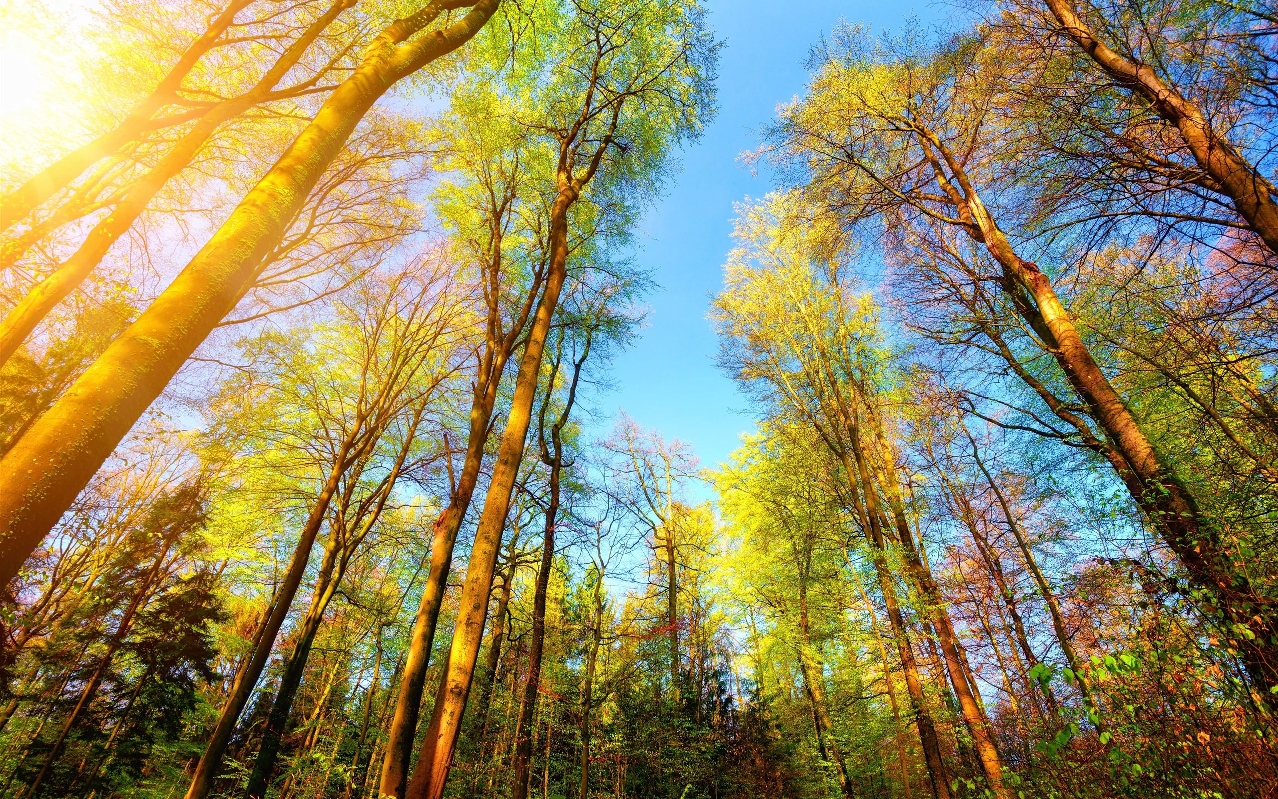 Baumkronen, Wald, Froschperspektive, Herbst, Blauer Himmel, 2K, MacBook-Hintergrundbild