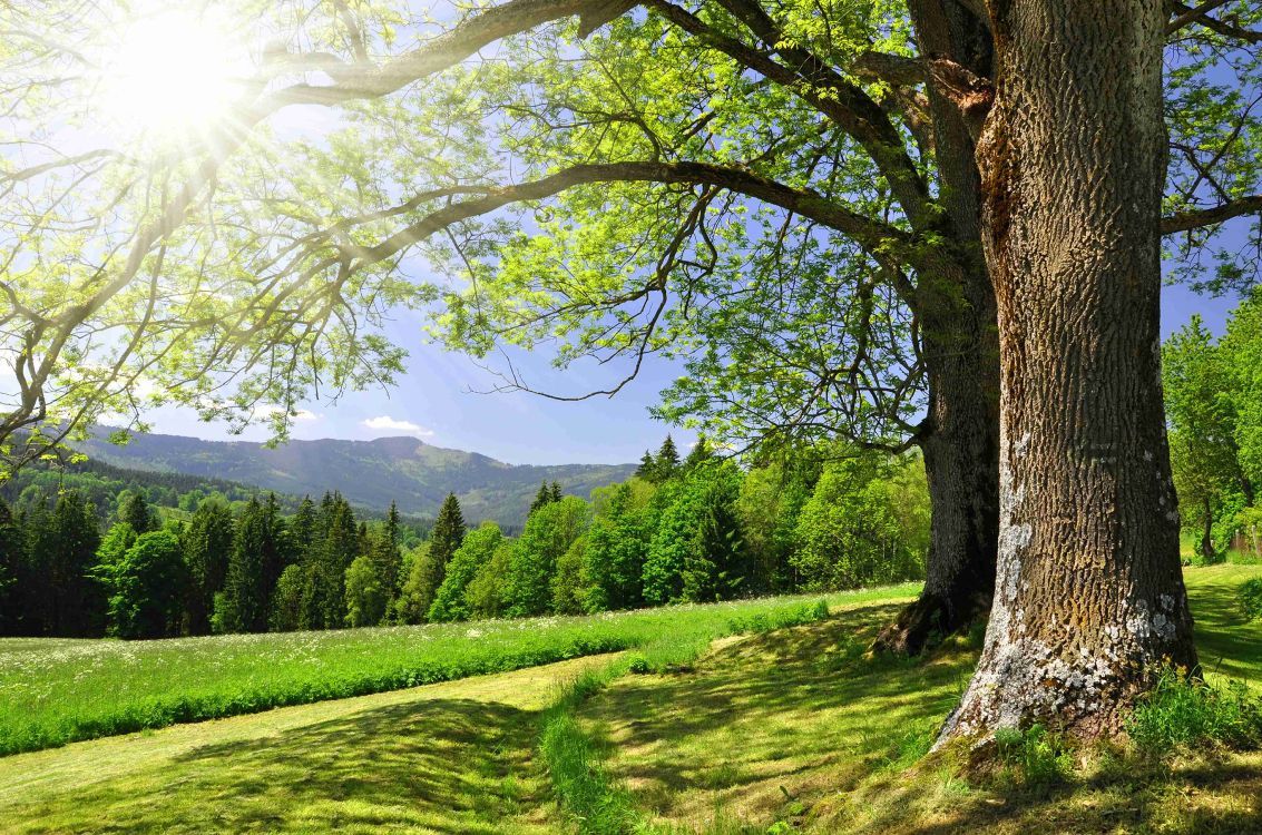 Eiche, Wiese, Sonne, Wald, Frühling, Hintergrund