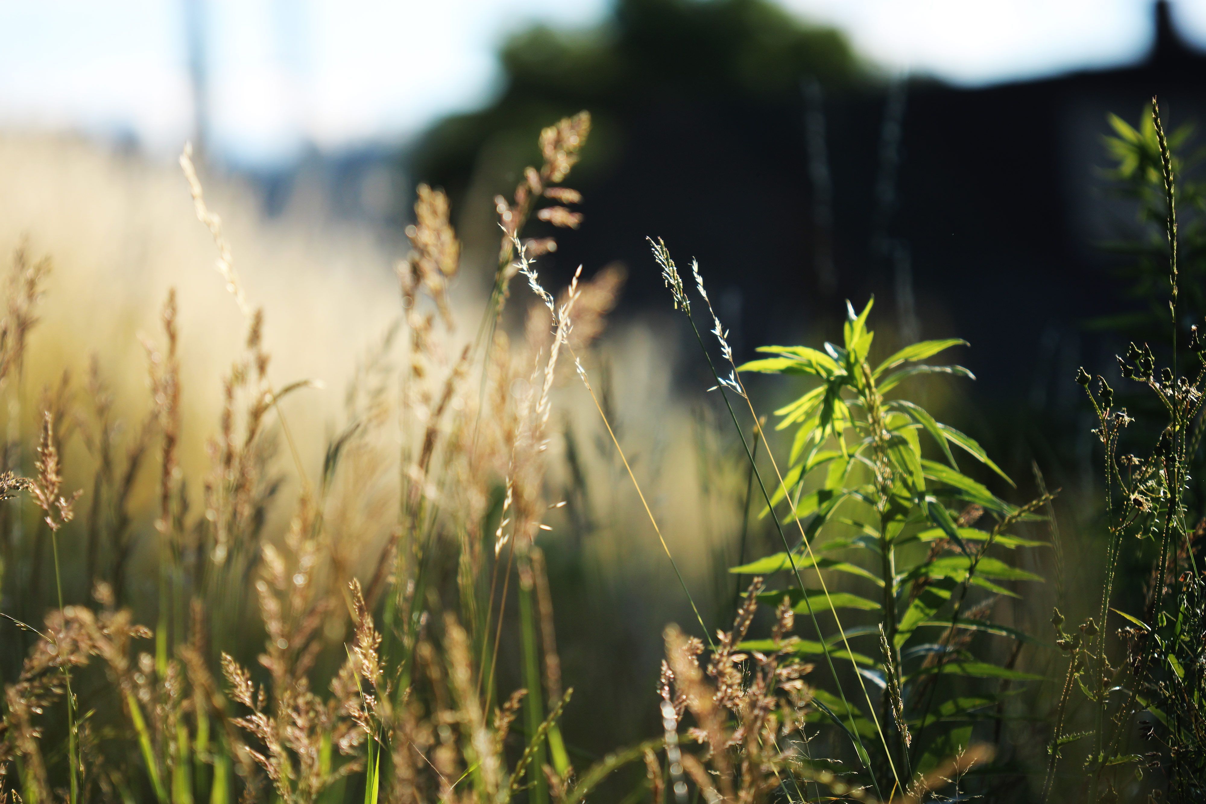 Gräser, Wiese, Nahaufnahme, Unschärfe, Sommer, 4K, Hintergrund für den Desktop