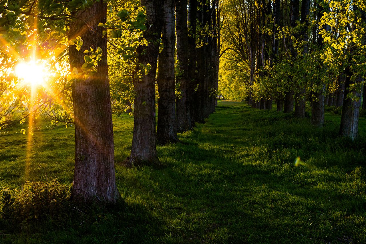 Allee, Bäume, Gegenlicht, Sonnenstern, Wiese, HD, Desktop-Hintergrund für Windows