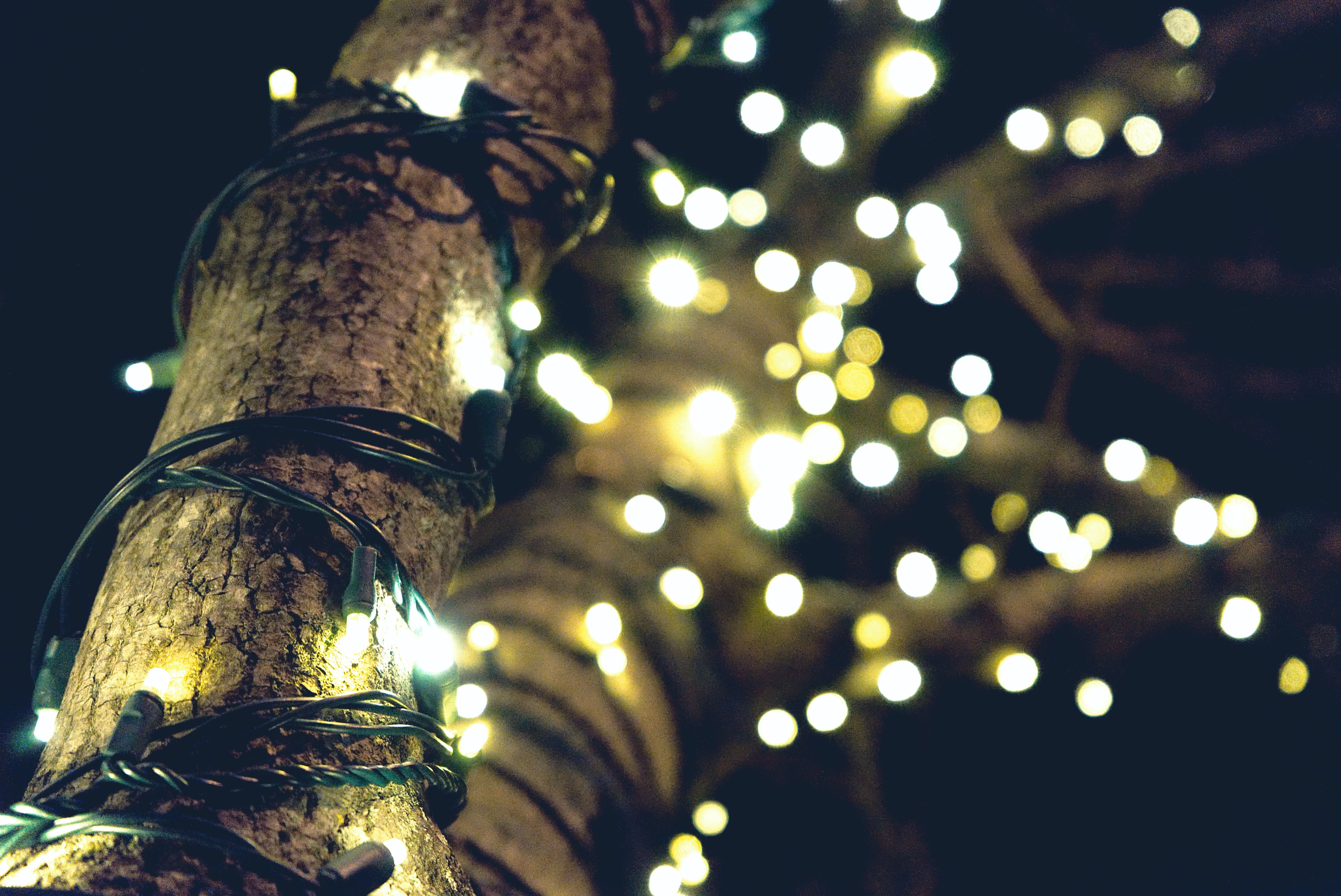 Lichterkette, Baumstamm, Bokeh, Nacht, Warmweiß, 6K, Desktop-Hintergrund für Windows