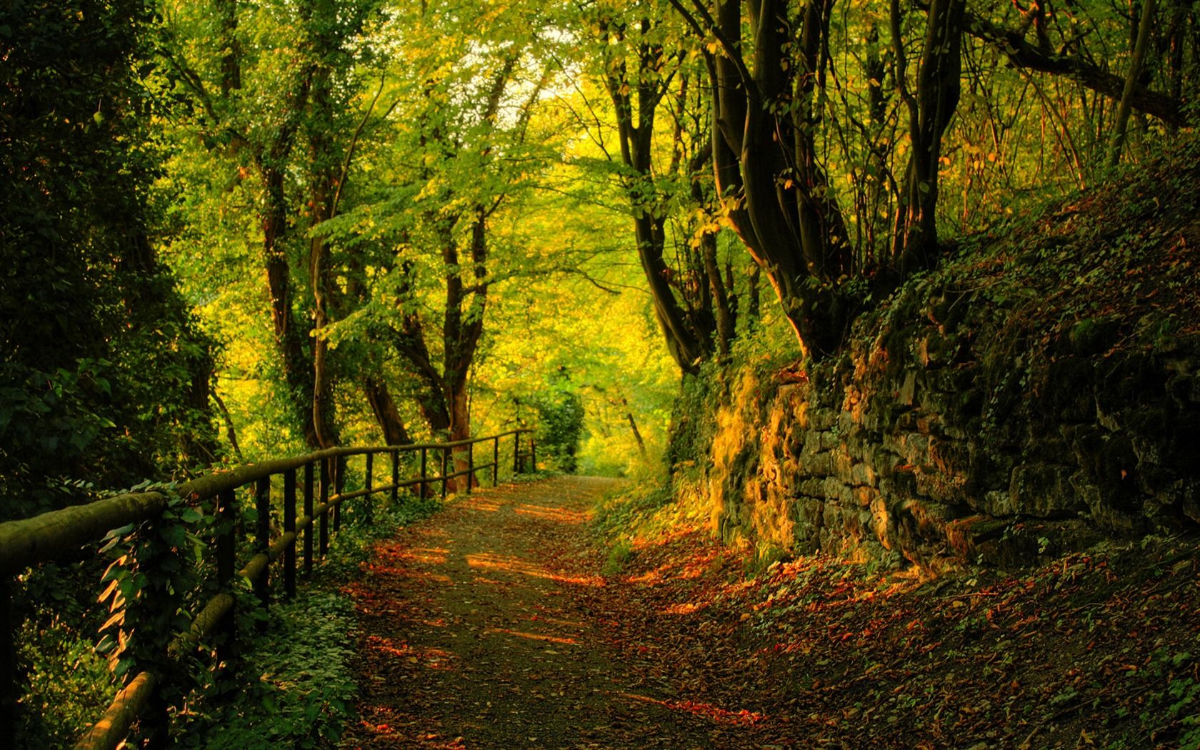 Waldweg, Herbst, Geländer, Laub, Bäume, 16:10, HD-Hintergrundbild für den Desktop