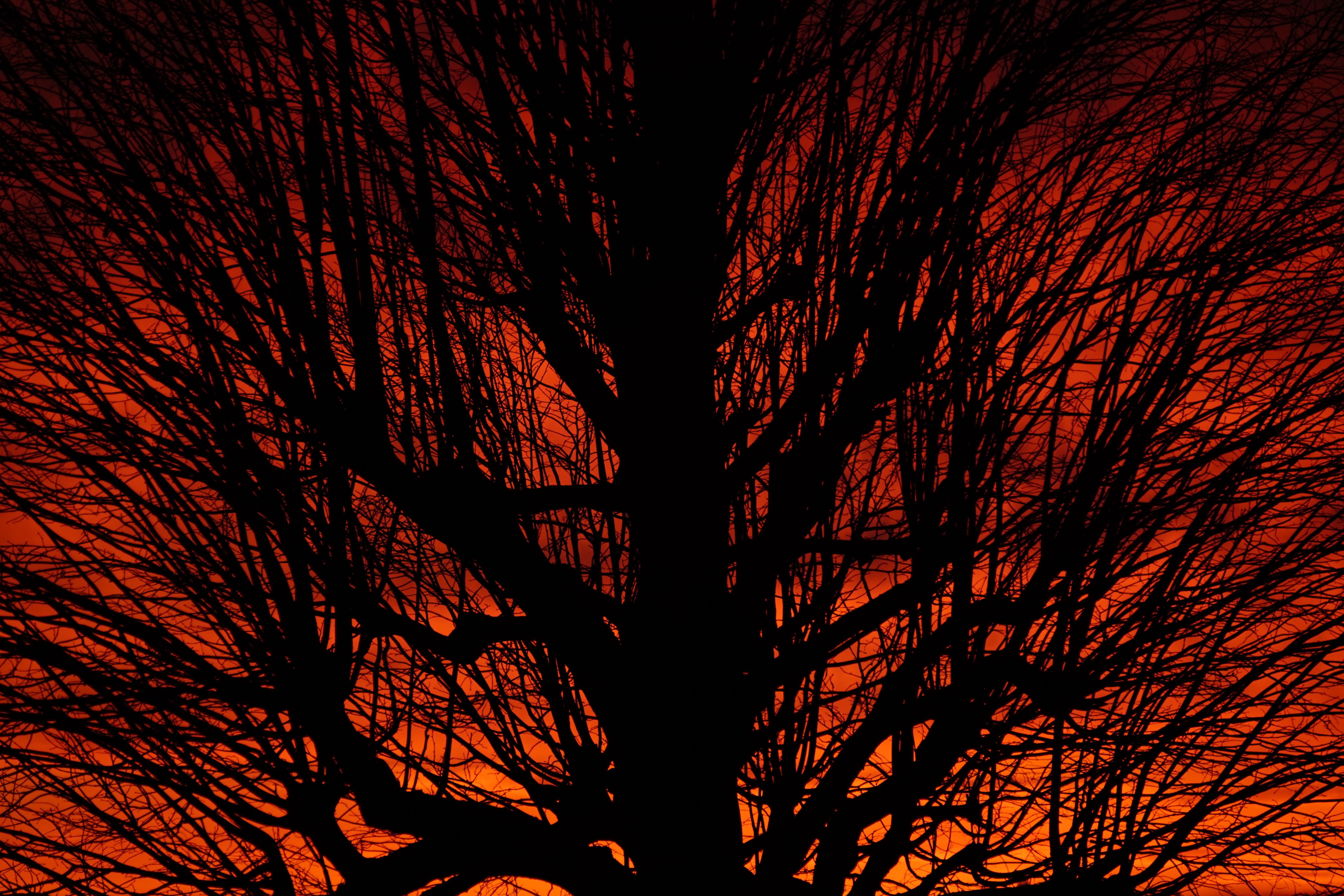 Baumsilhouette, Kahle Äste, Orange Himmel, Sonnenuntergang, Kontrast, 8K, Desktop-Hintergrund
