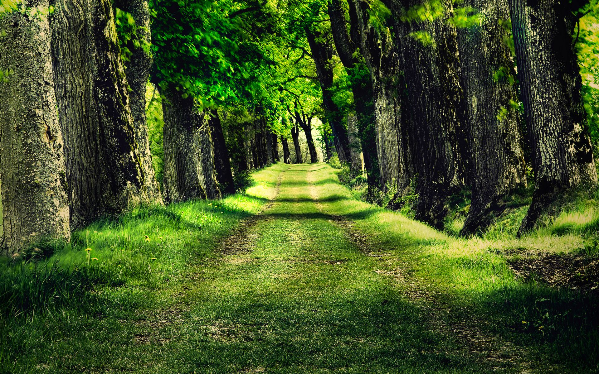 Waldweg, Allee, Grün, Gras, Bäume, Full HD, Desktop-Hintergrund für Windows