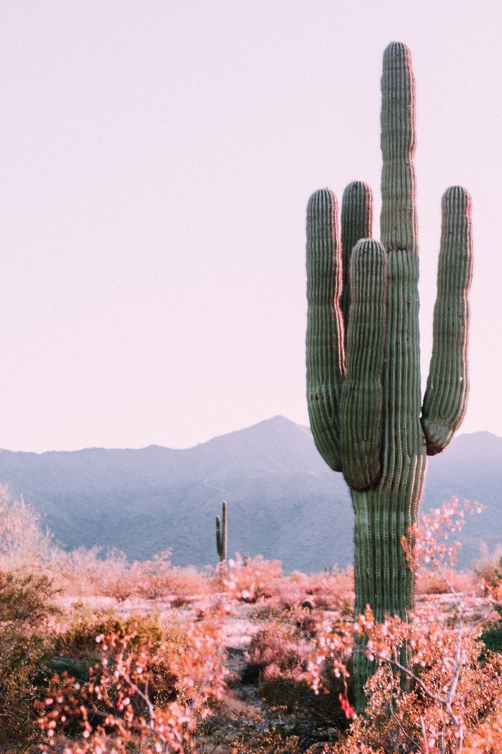 Saguaro, Wüste, Berge, Rosa Himmel, Arizona, HD, Hintergrundbild fürs Handy