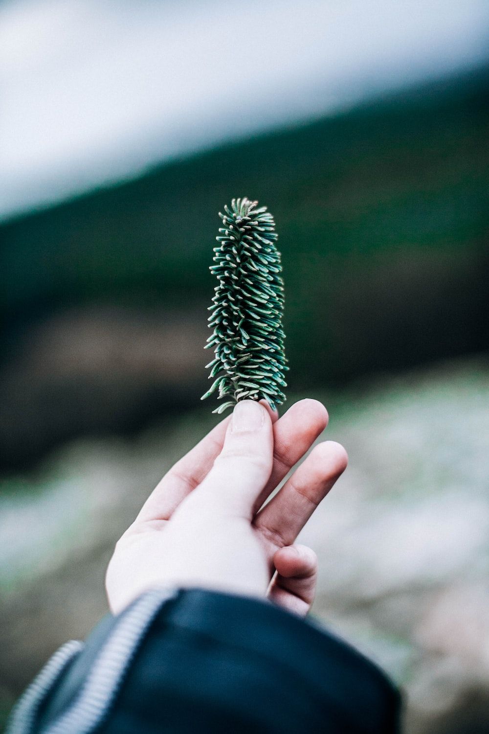 Tannenzapfen, Hand, Nahaufnahme, Unschärfe, Grün, HD, Hintergrundbild fürs Handy