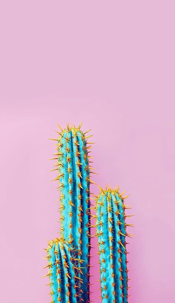 Säulenkaktus, Bunt, Pinker Hintergrund, Nahaufnahme, Stacheln, Sperrbildschirm fürs iPhone